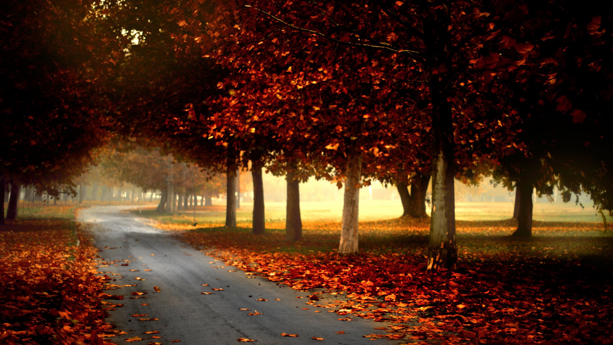 nature forêt parc arbres feuilles coloré route automne automne couleurs promenade