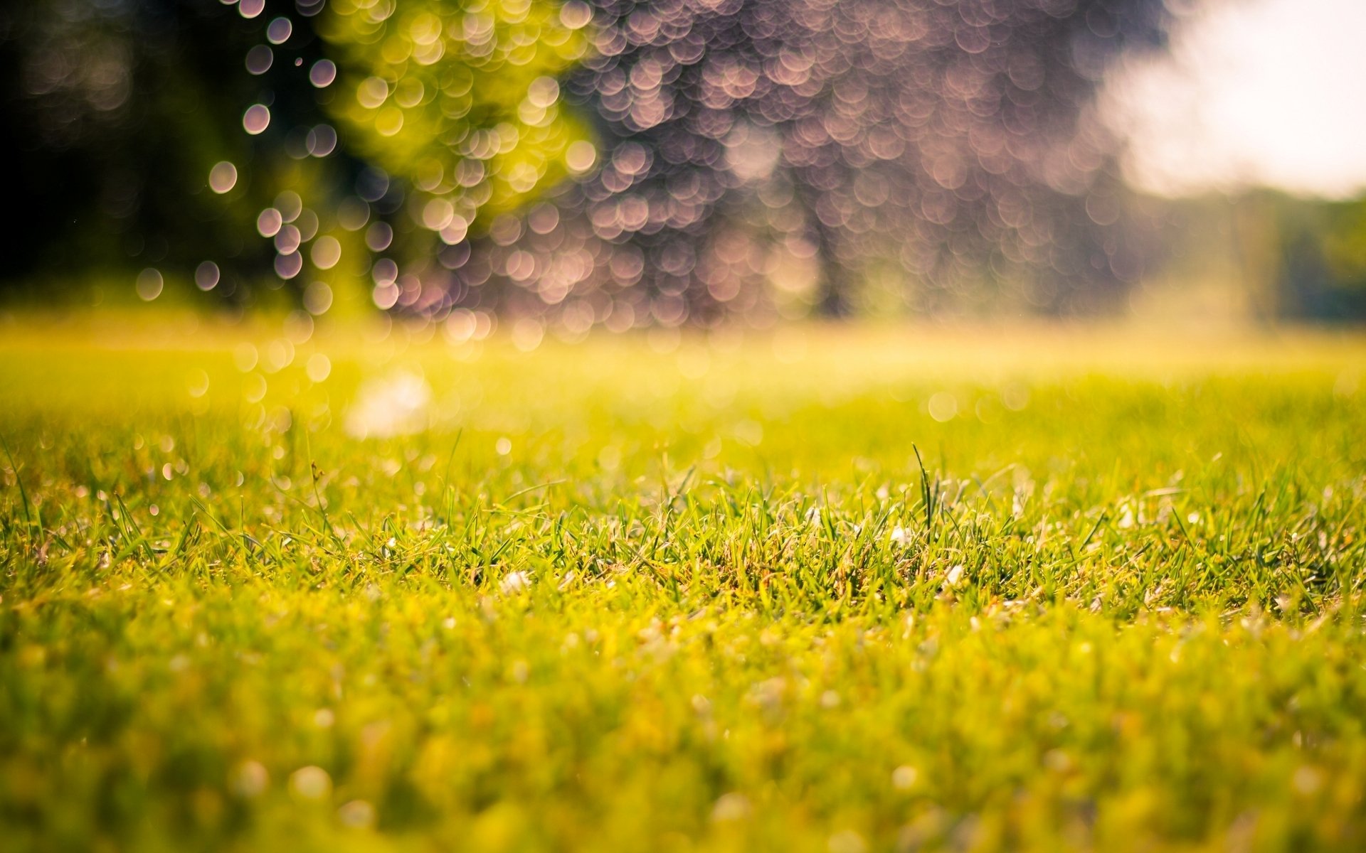 natura łąka trawa zieleń poranek popołudnie bokeh rozmycie makro tło