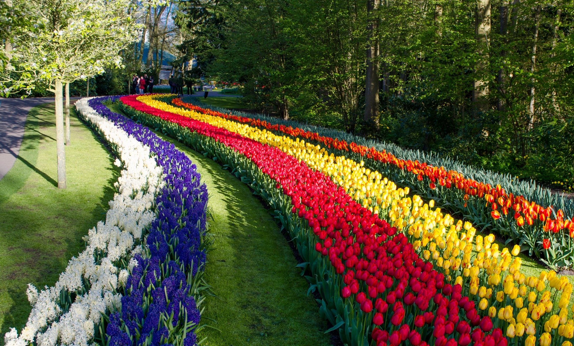 keukenhof lisse holandia park kwiaty hiacynty tulipany