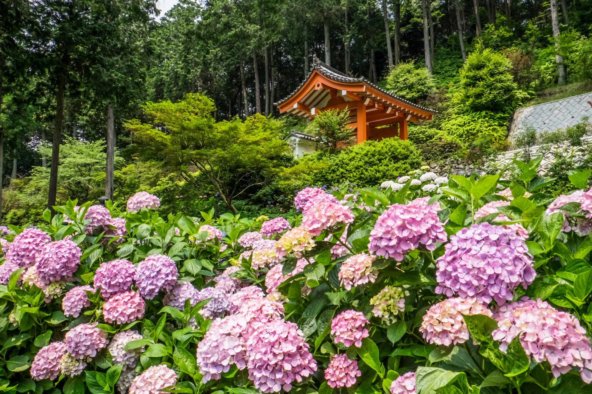 mimuroto-ji kyoto japan kyoto temple hydrangeas flowers gazebo tree