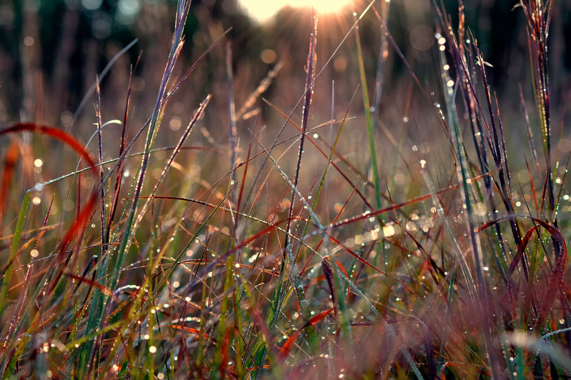 rosée gros plan herbe