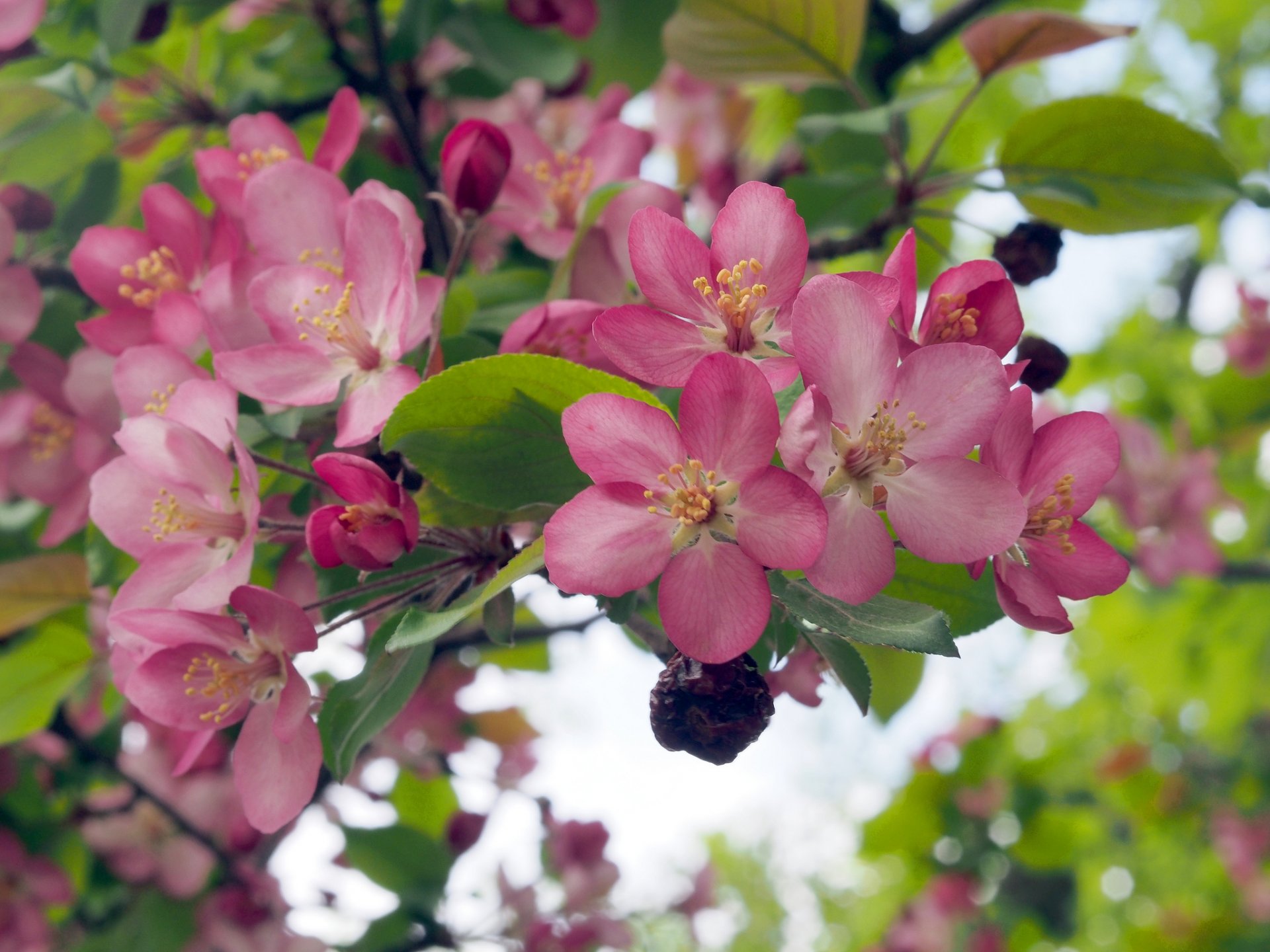 pommier floraison fleurs branche printemps gros plan