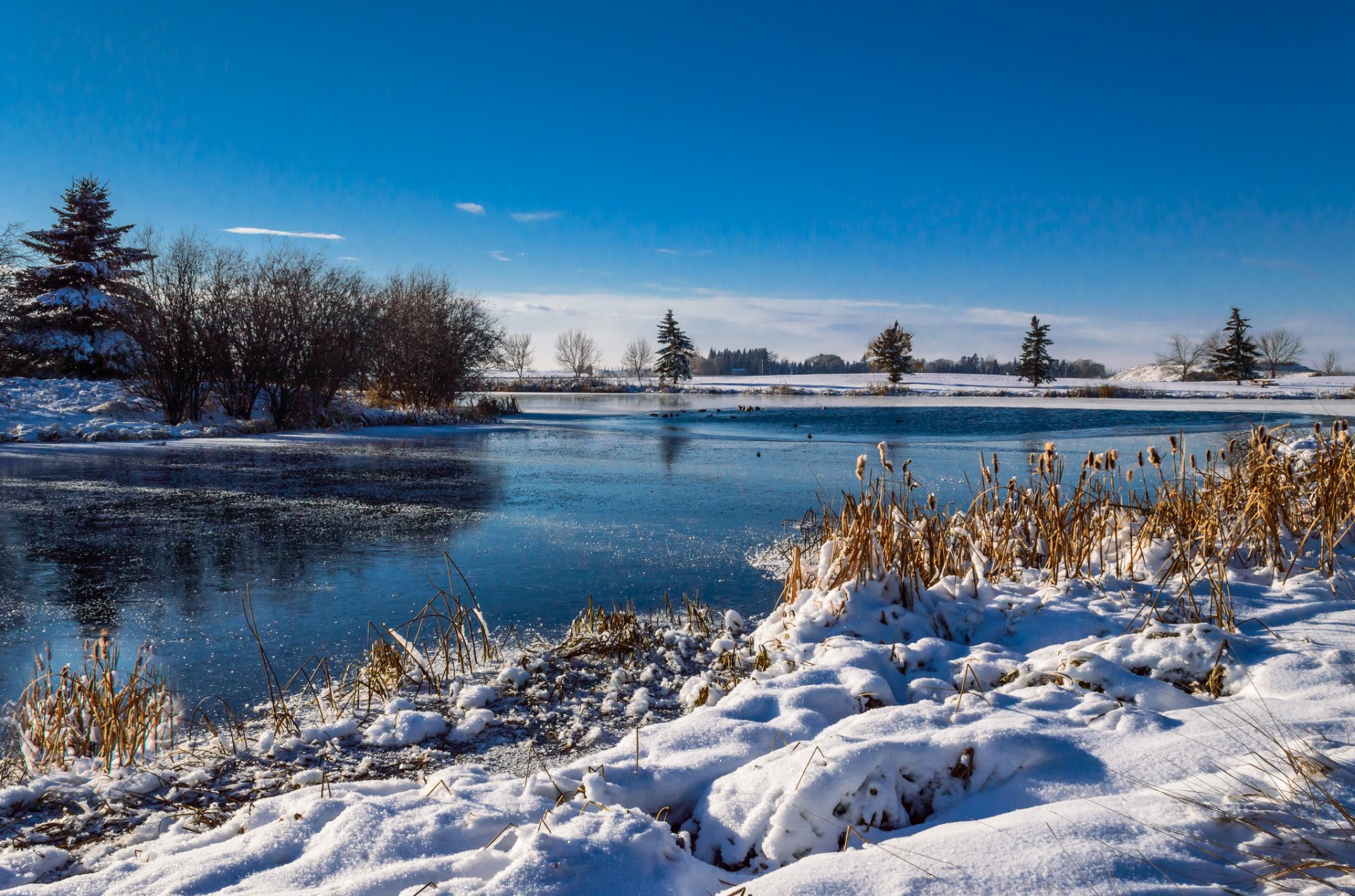 ciel hiver rivière arbres neige