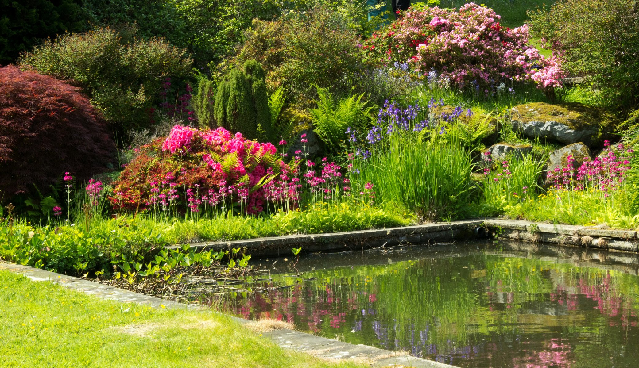 royaume-uni jardins de mount pleasant jardin étang verdure buissons fleurs multicolore