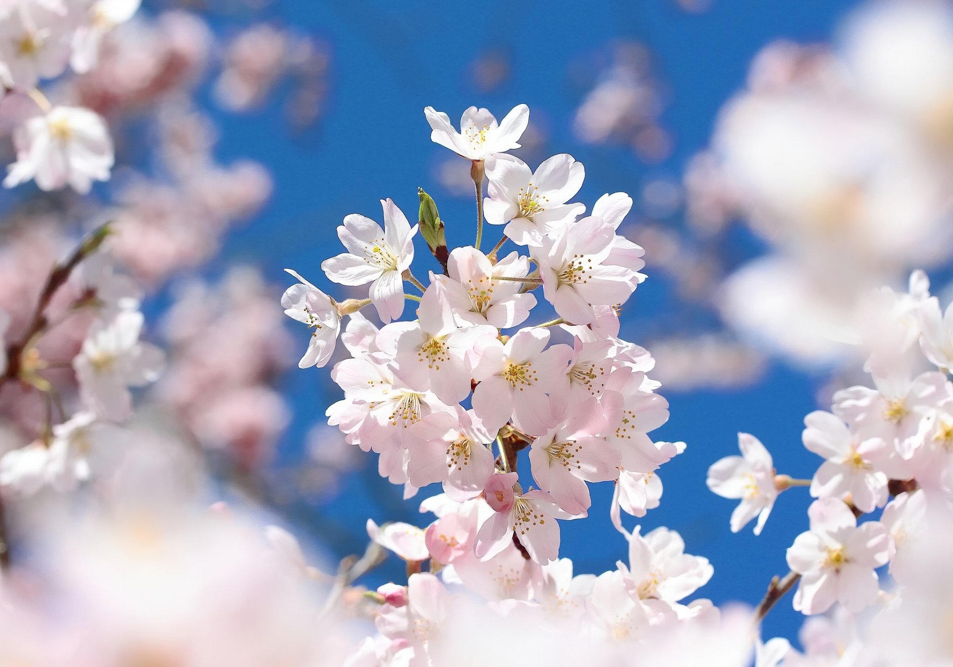 akura cherry bloom flowers branch close up spring