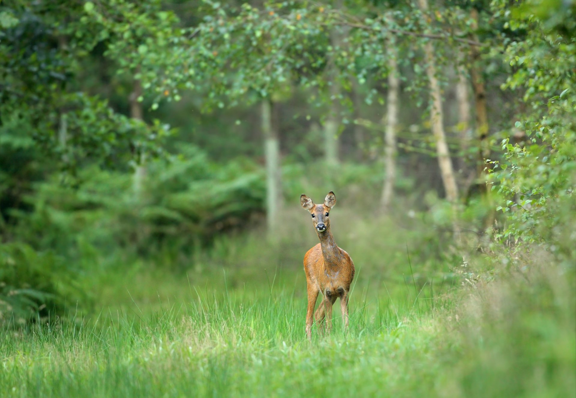 forest tree grass reindeer animal