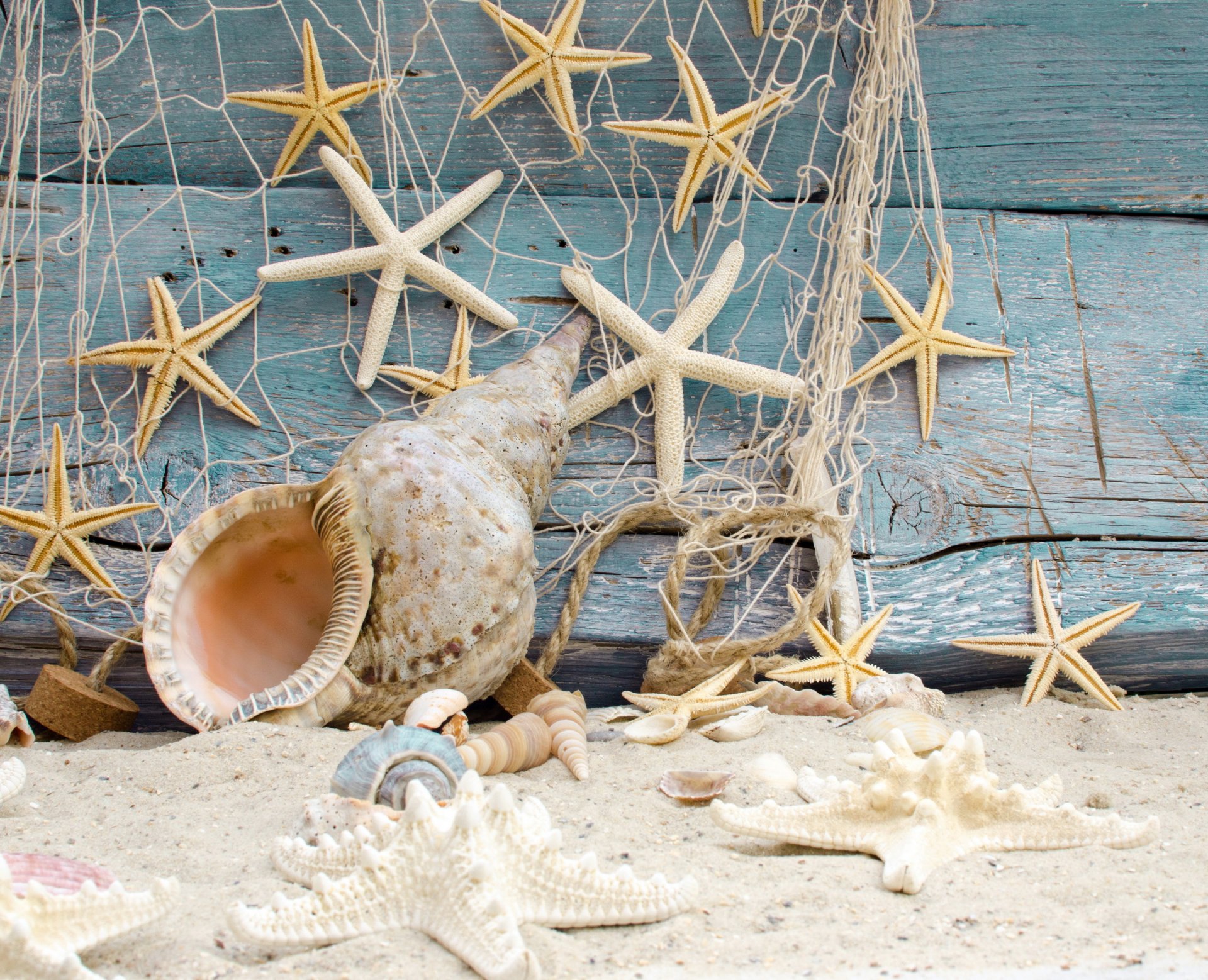 conchas estrellas de mar playa arena marina árbol estrellas