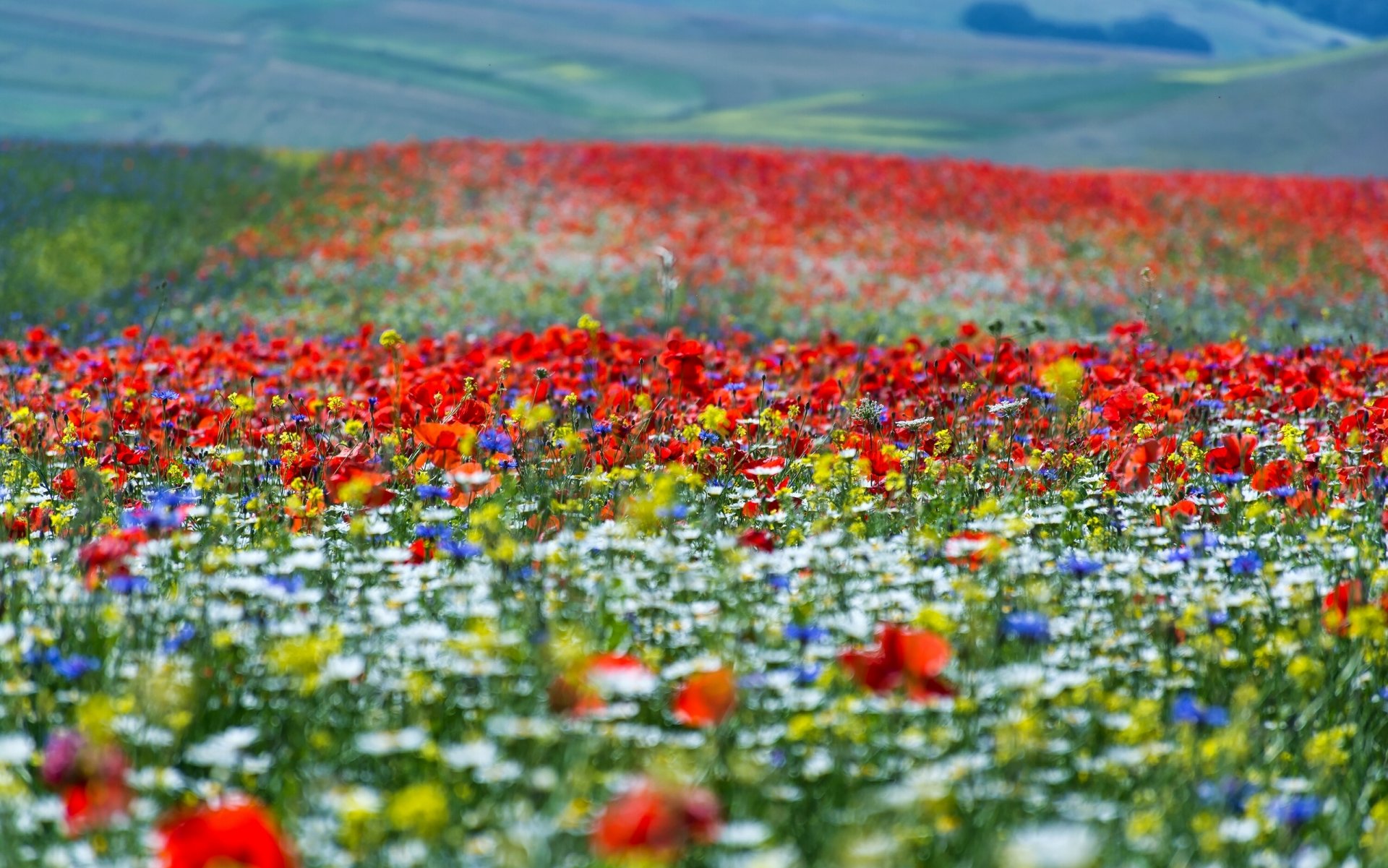 estate prato fiori bokeh