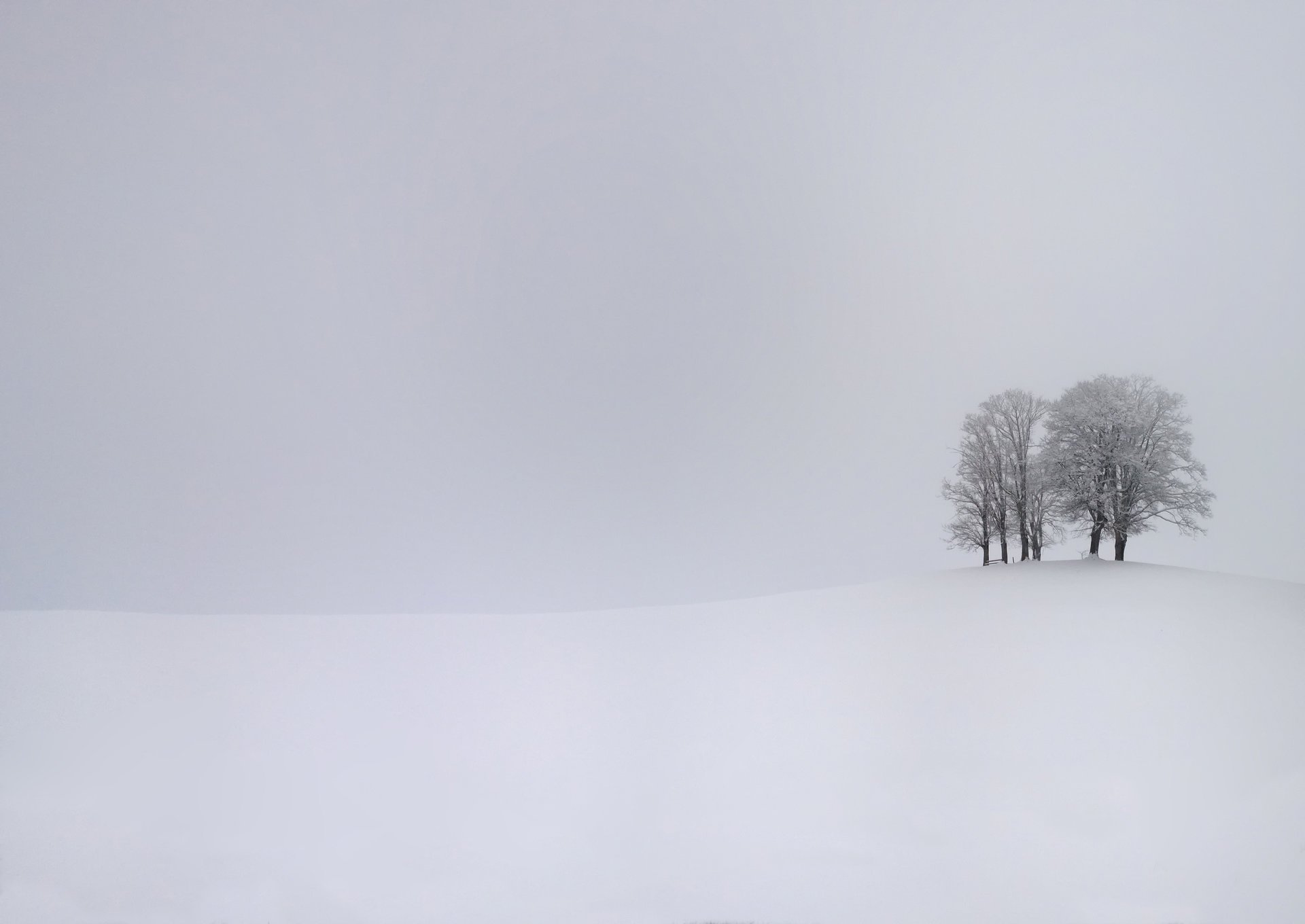 bäume schnee winter sturm kalt winter kalt