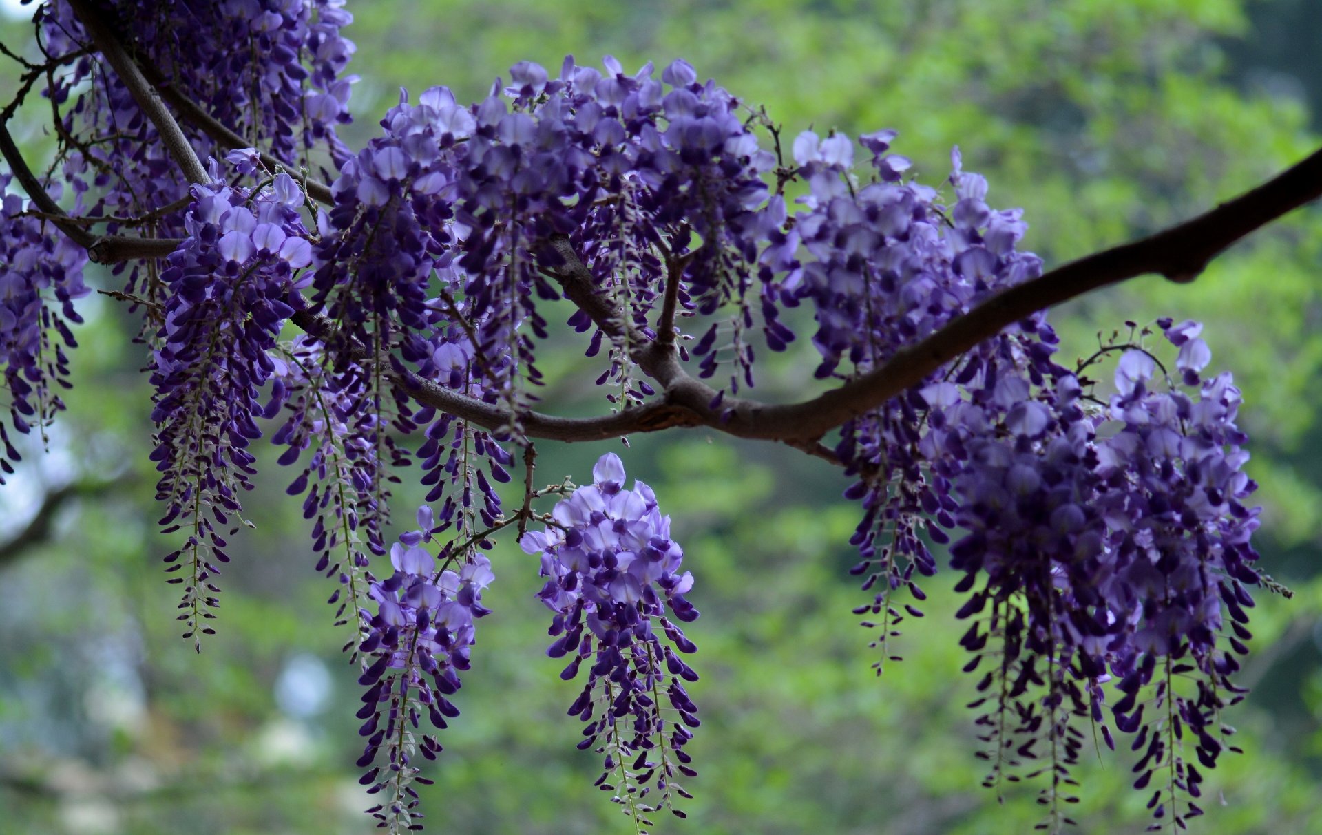 glycine wisteria branche brosse