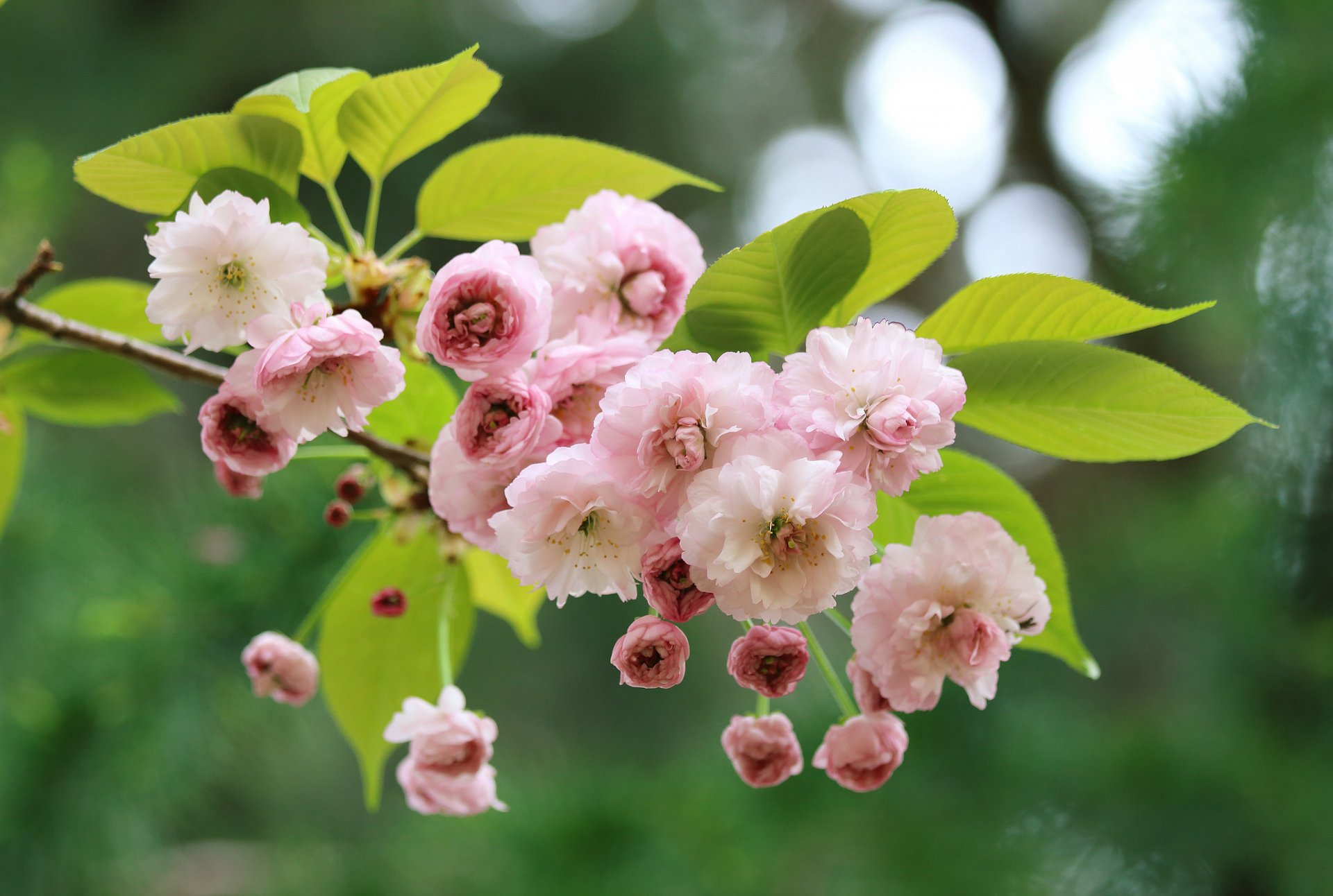 akura cherry bloom flowers branch close up spring