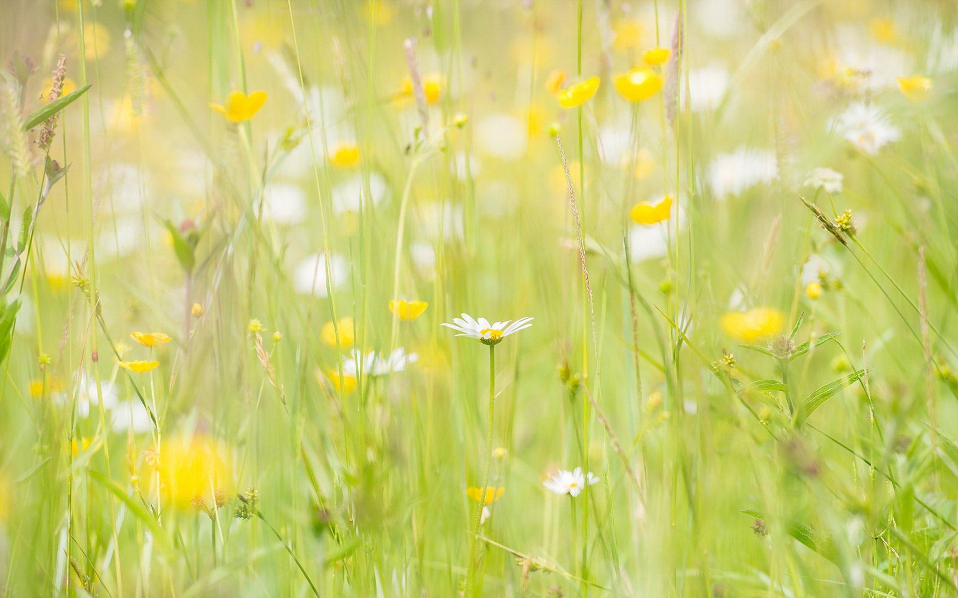 the field chamomile summer nature