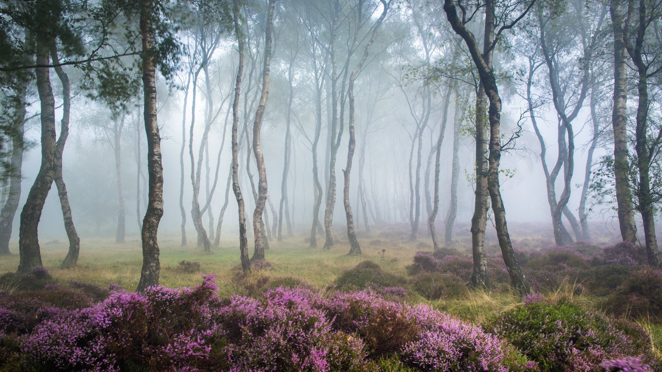 wald nebel natur landschaft