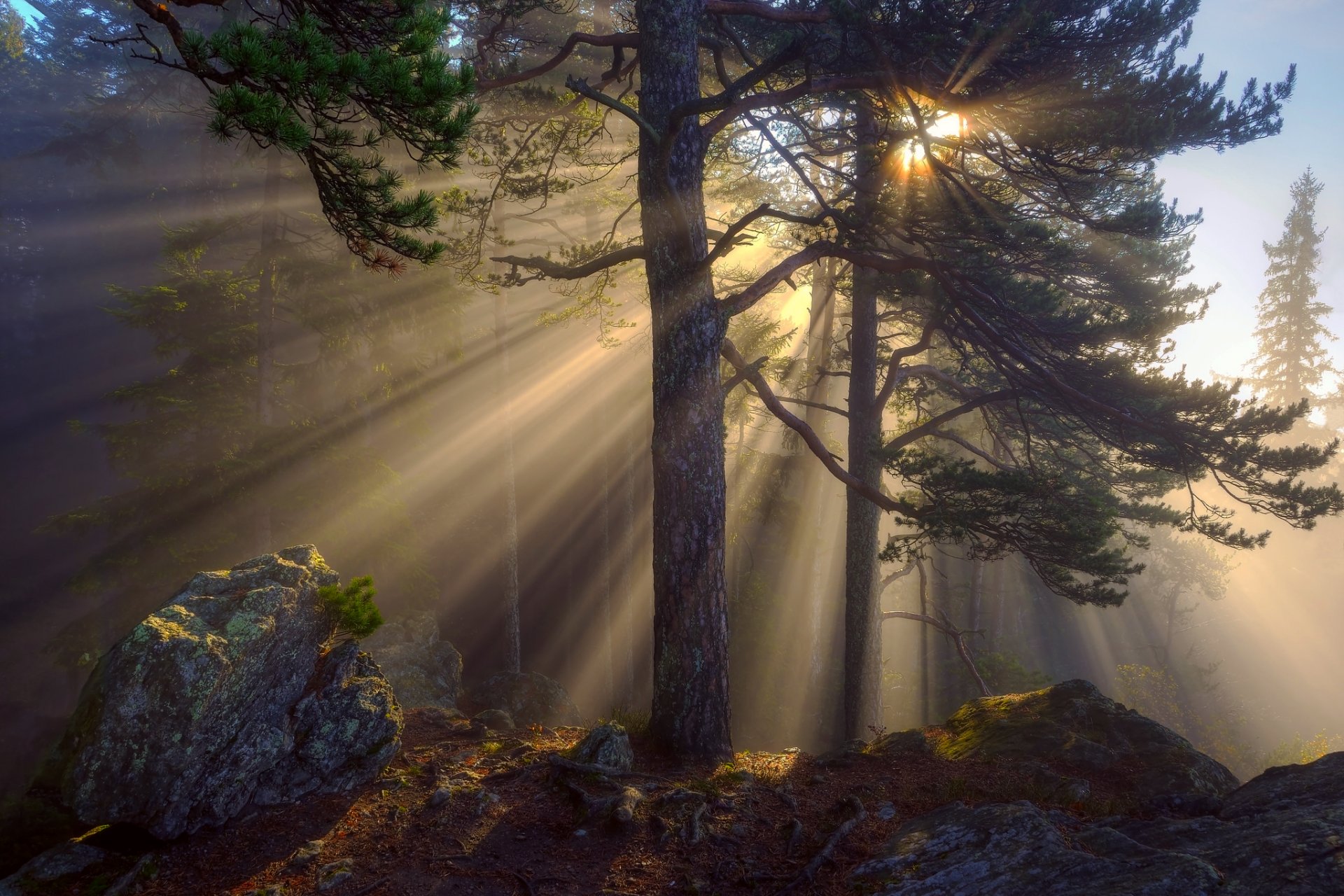 natura foresta mattina luce raggi sole alberi pietre