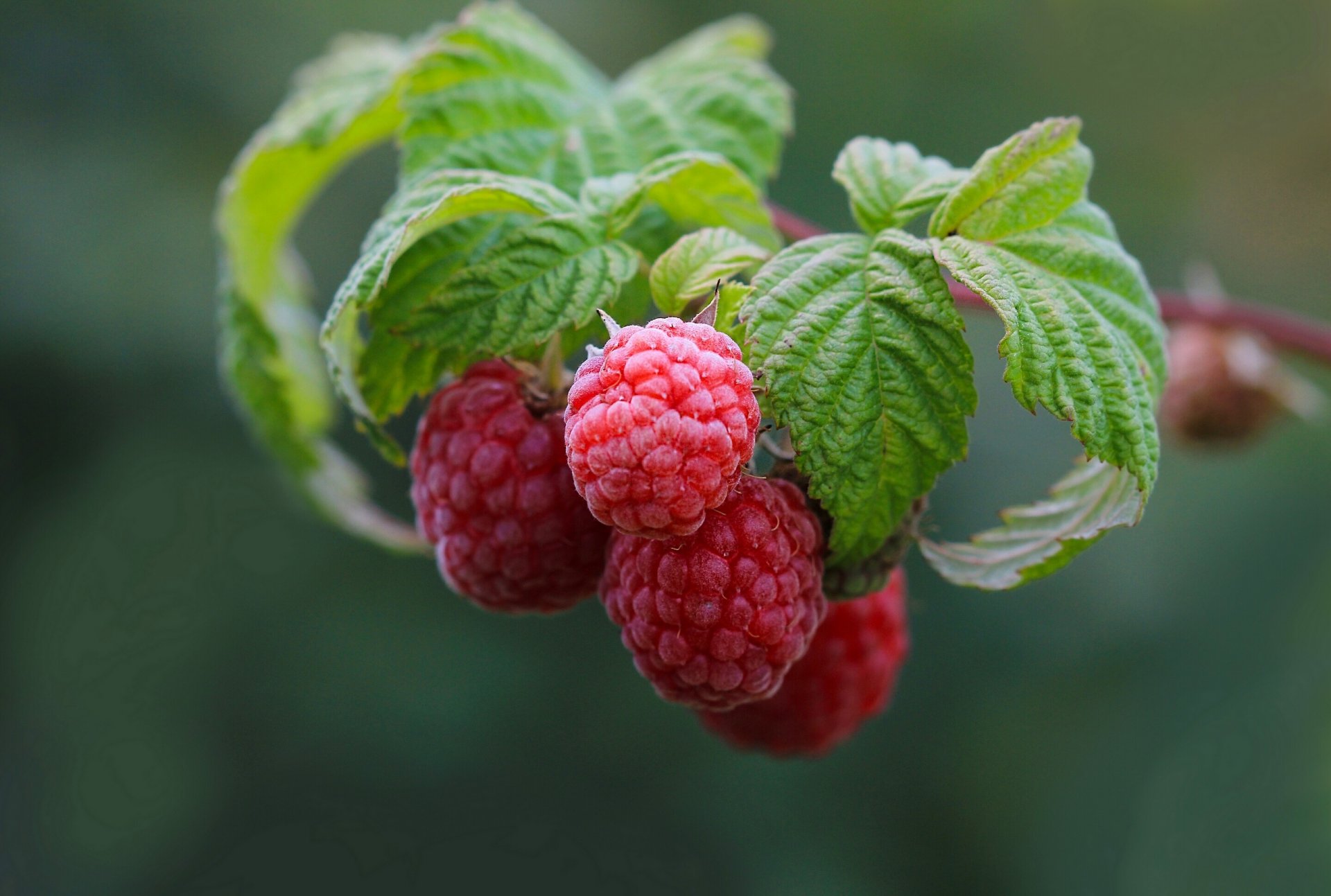 beeren himbeeren zweig blätter makro