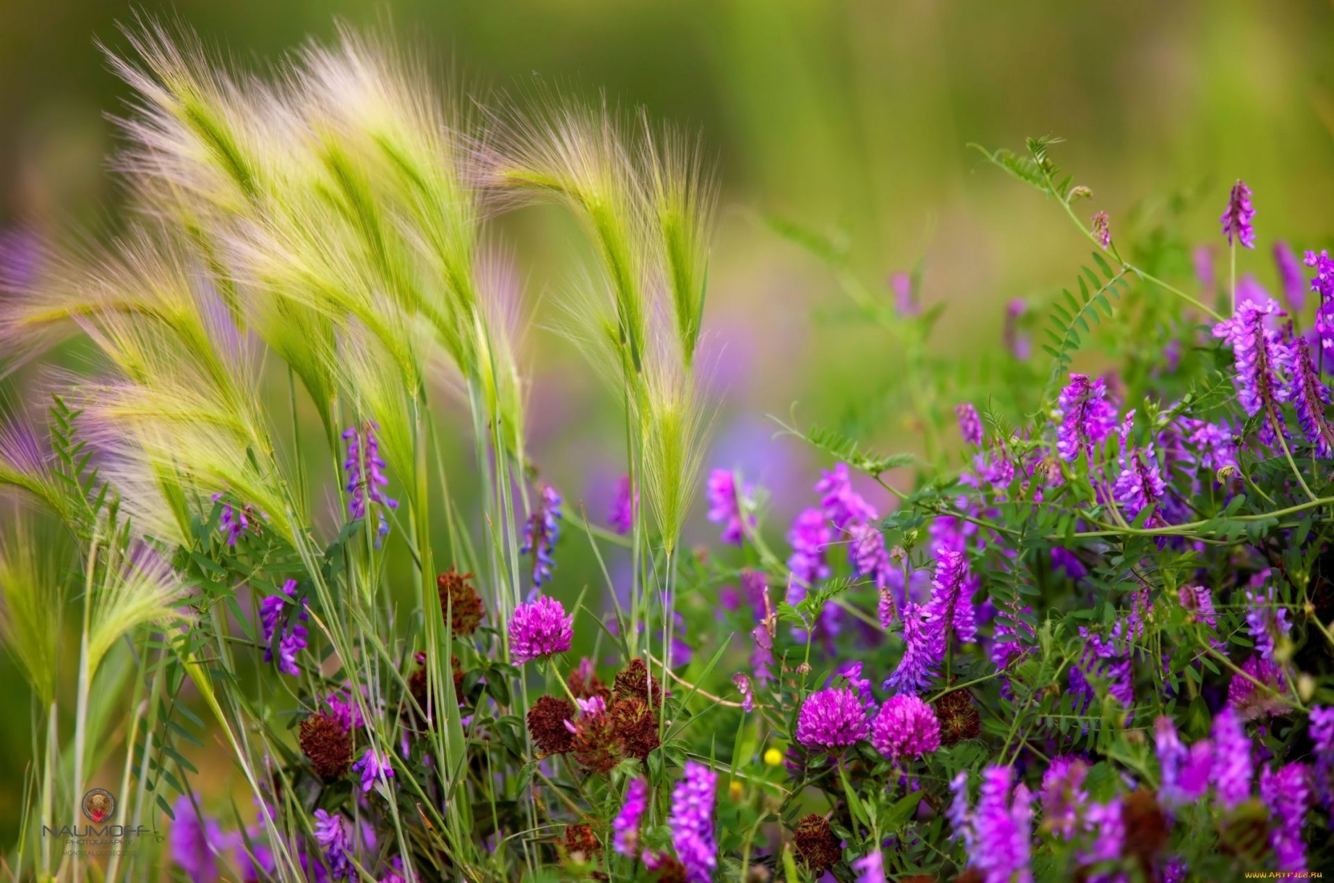 ährchen blumen feld klee erbsen kräuter blätter stiele sommer