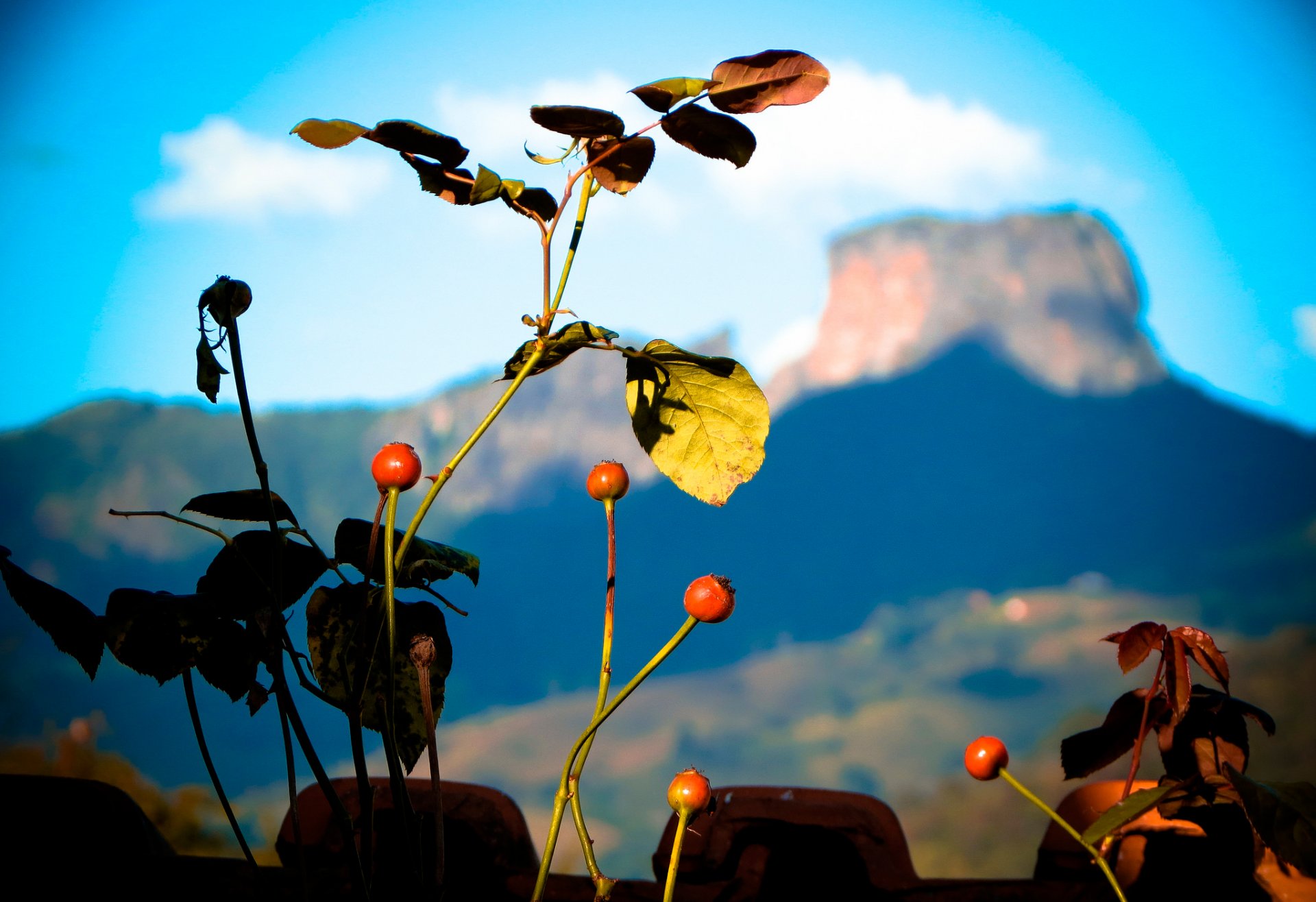 cielo montaña planta fruta bayas hojas