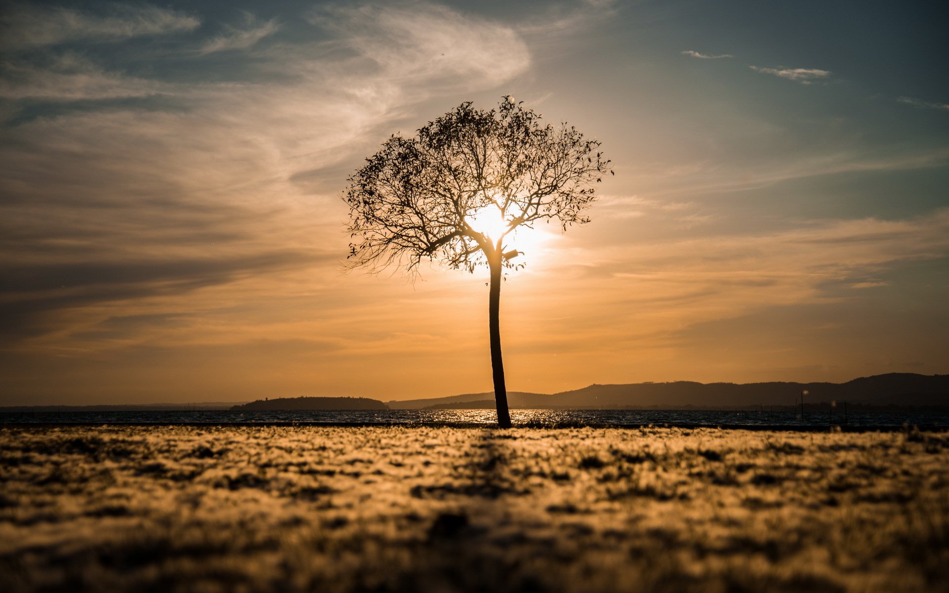 arbre champ matin paysage