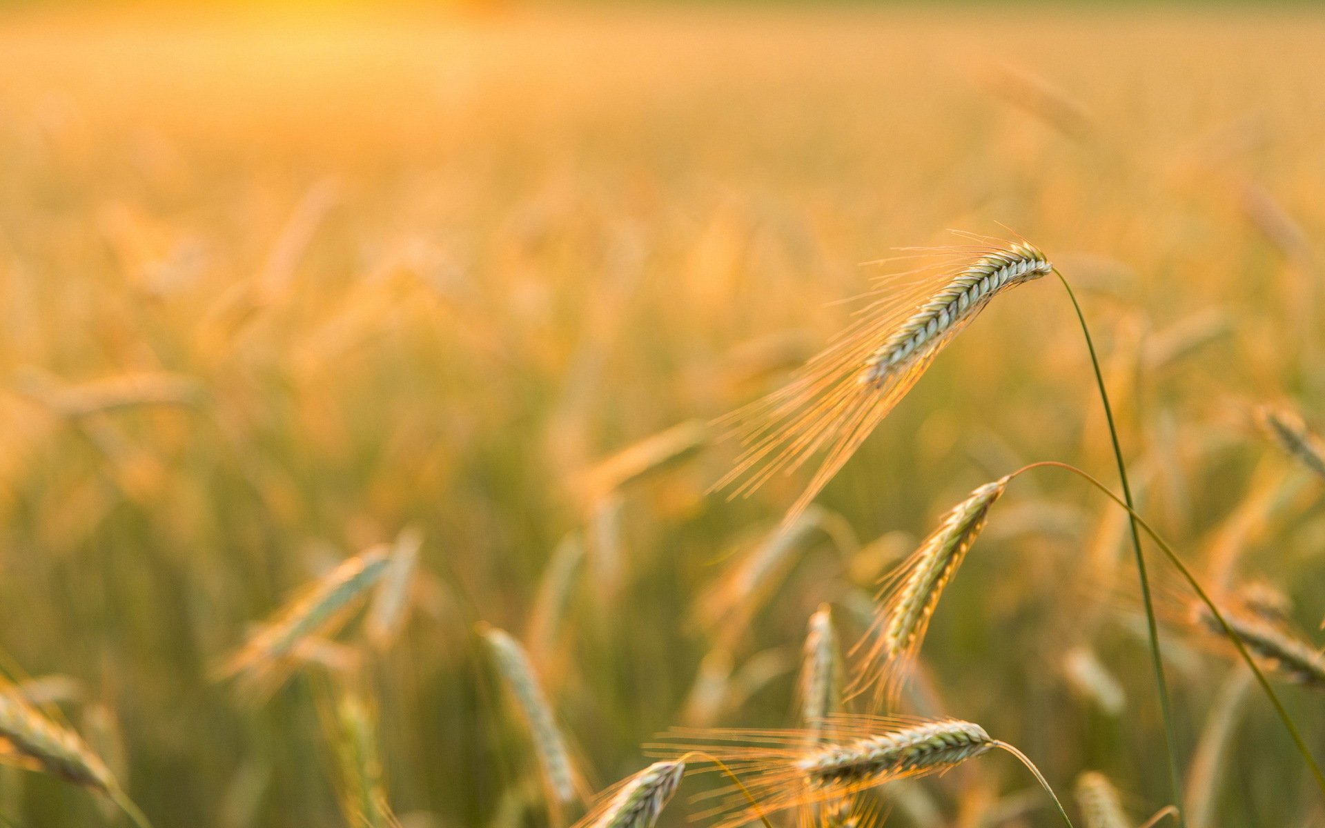 barley field golden light nature