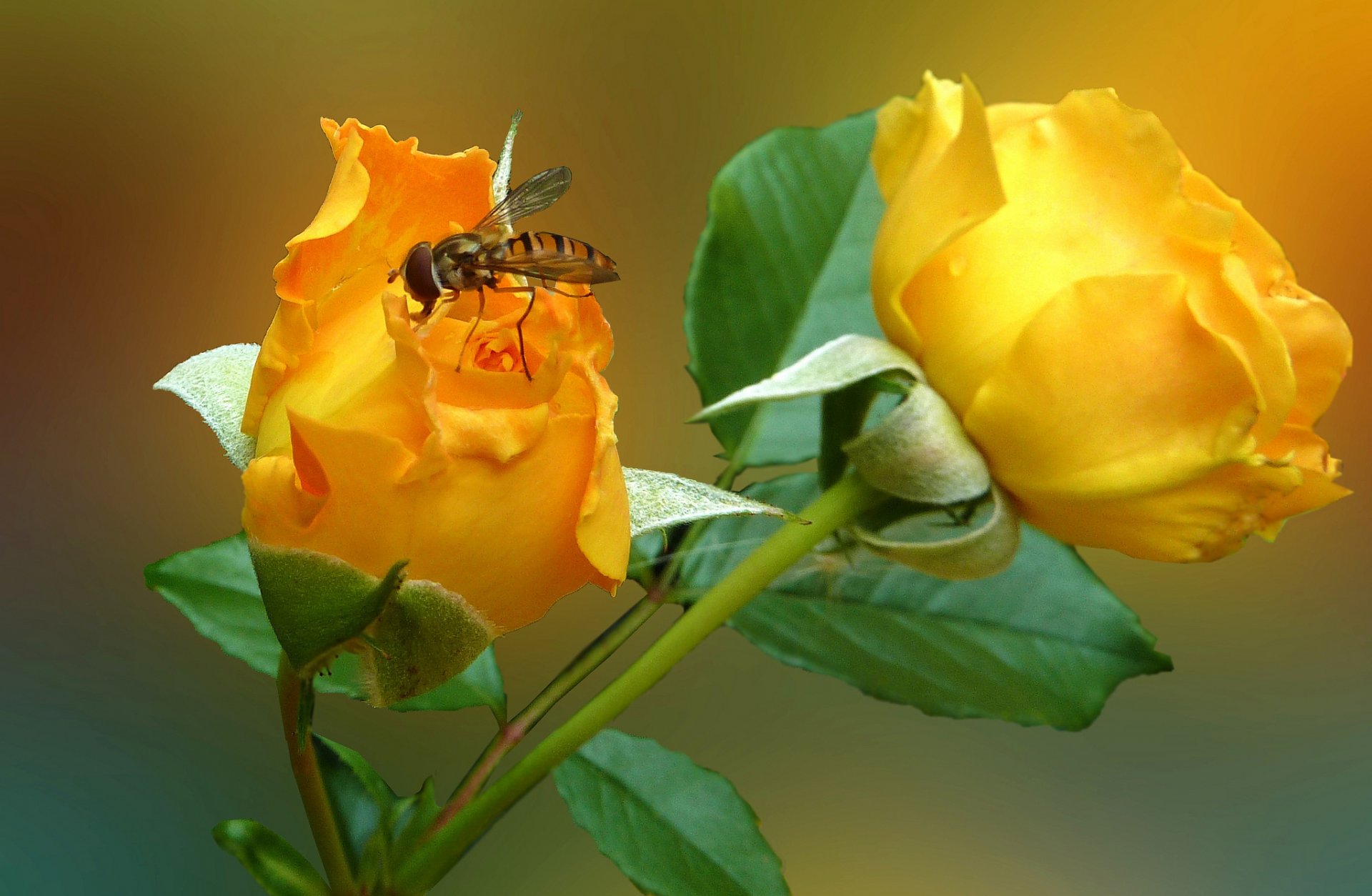 flower rose petals insect fly