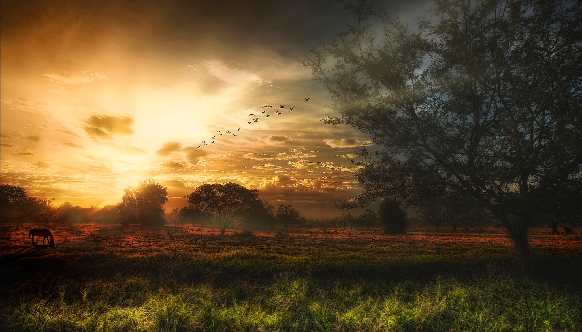 alberi cielo uccelli lavorazione