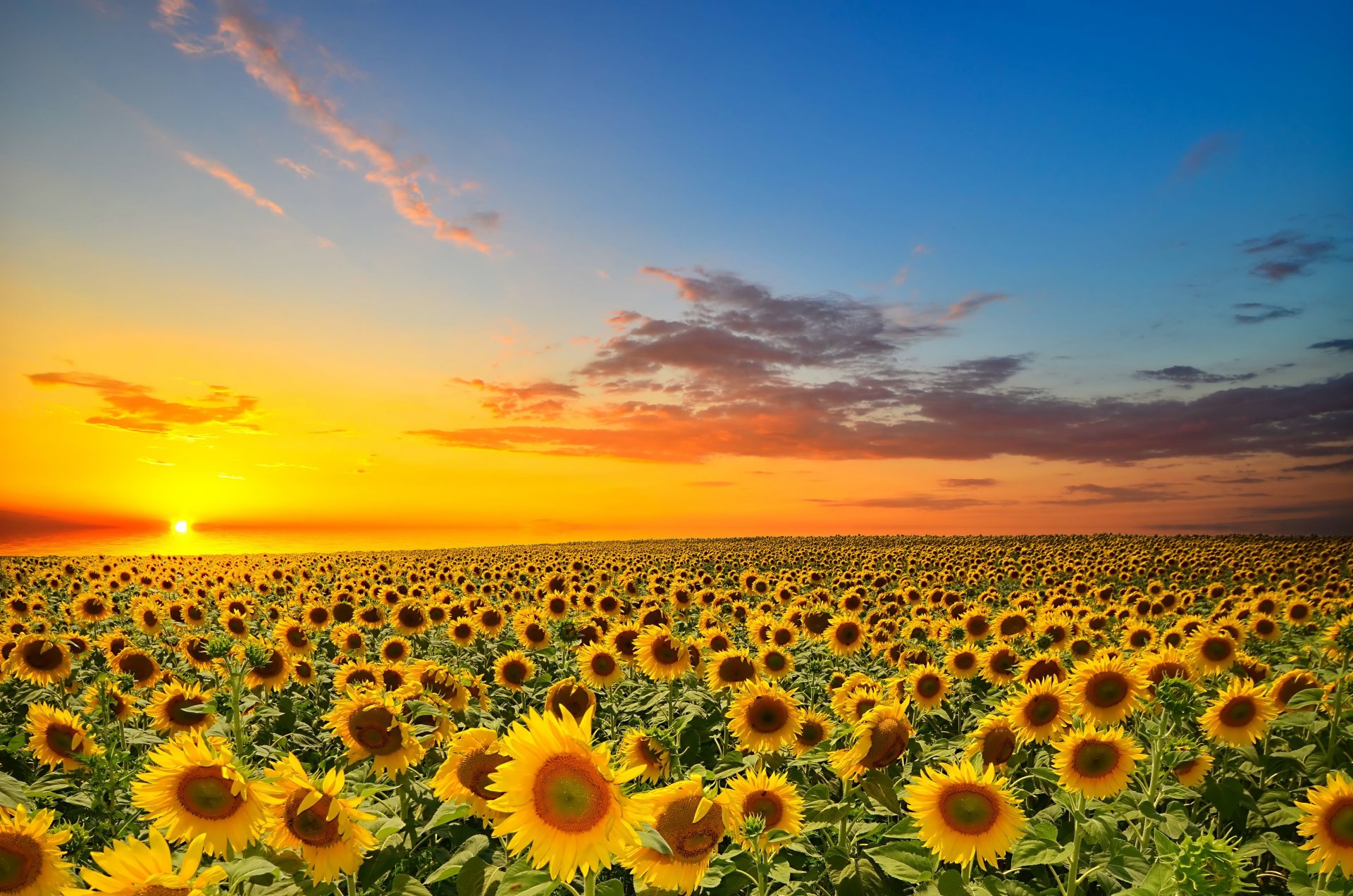 sonnenuntergang orange sonne bewölkt feld sonnenblumen