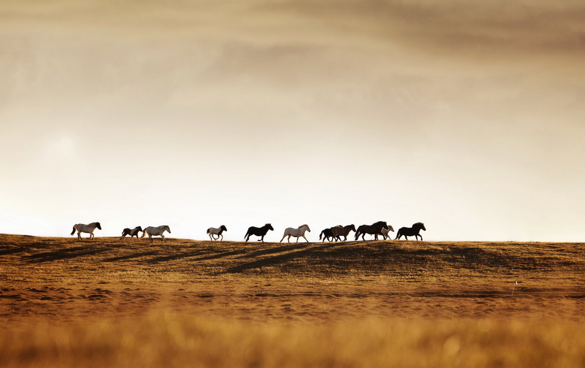 caballos manada naturaleza