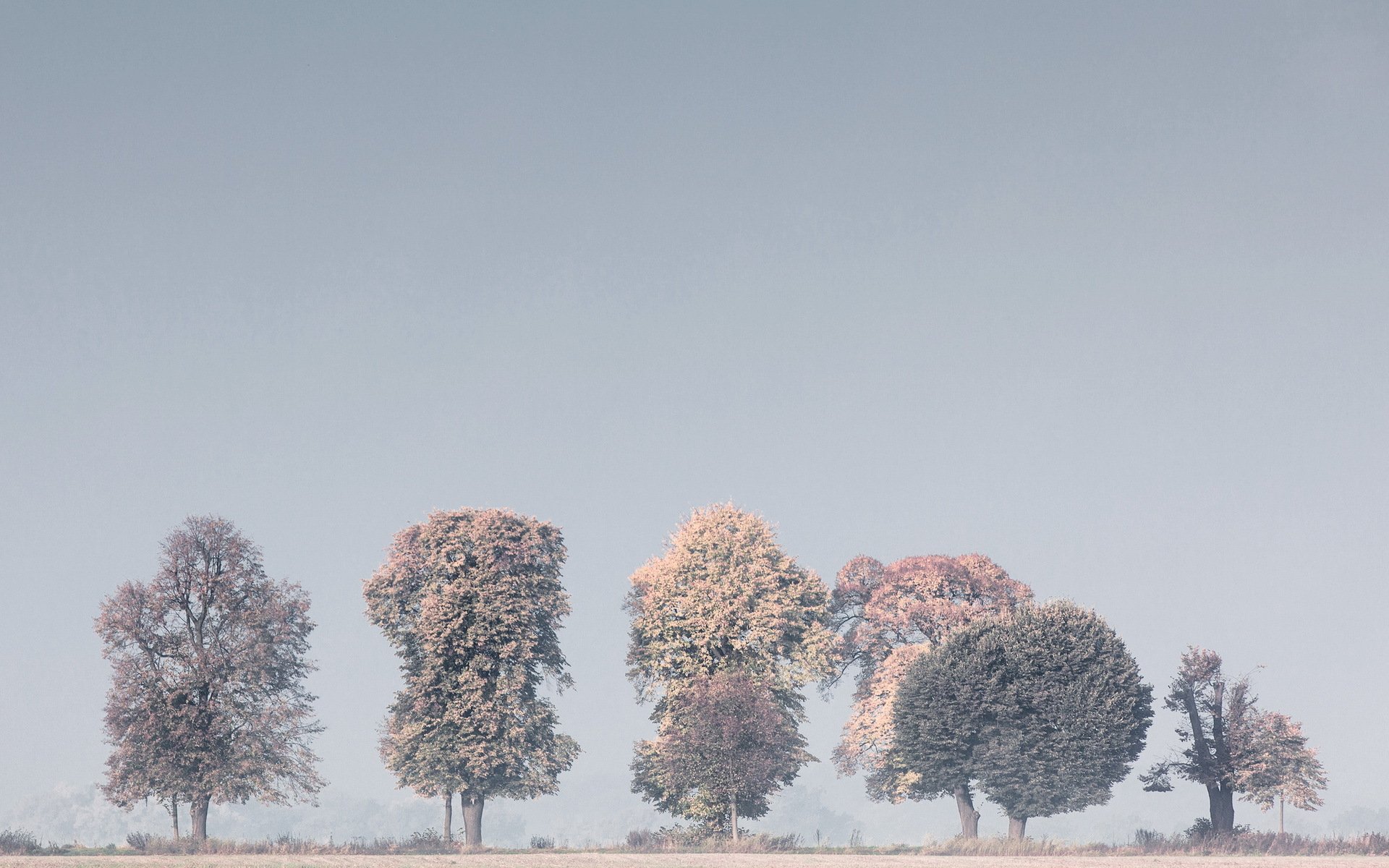 arbres brouillard nature