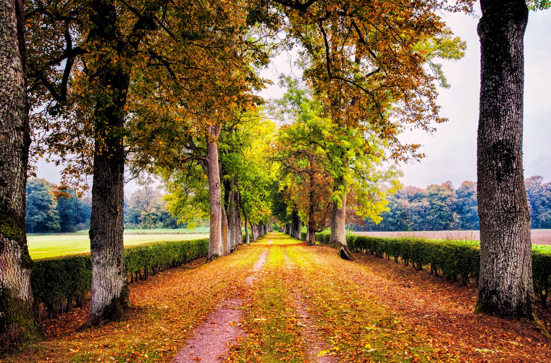 route allée parc buissons arbres automne feuillage nature