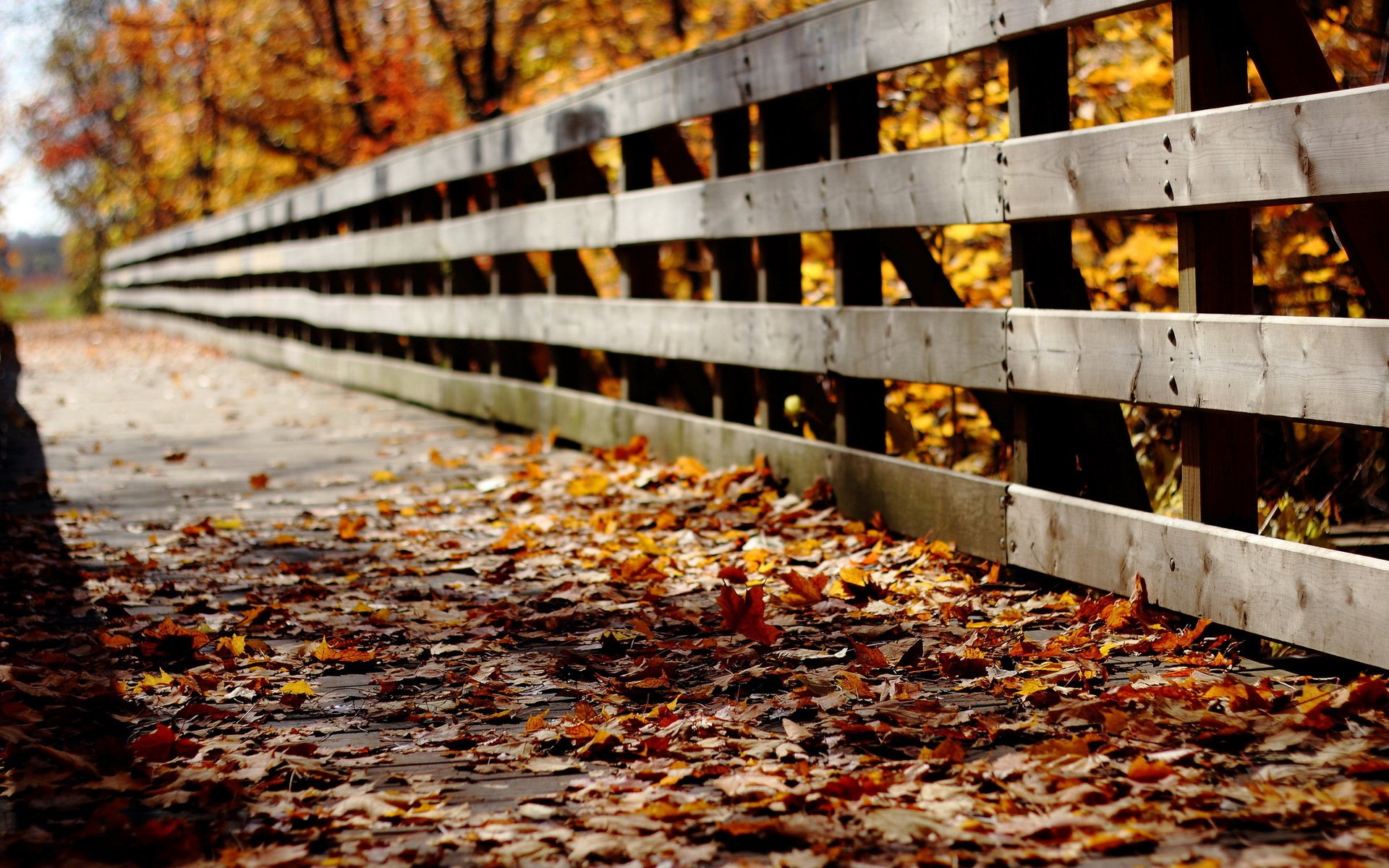 bridge leaves autumn nature