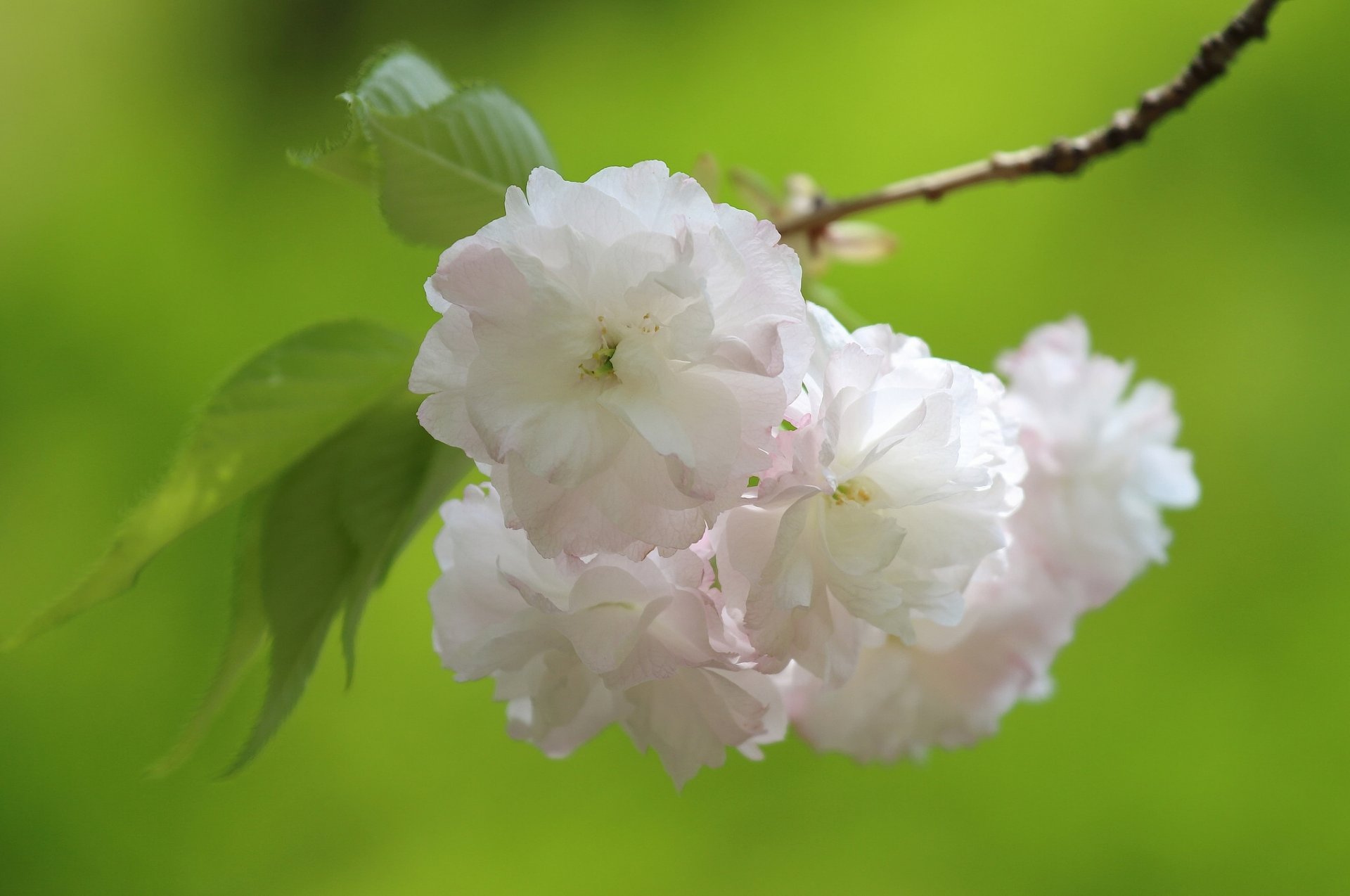 sakura ciliegia fioritura fiori ramo macro primavera