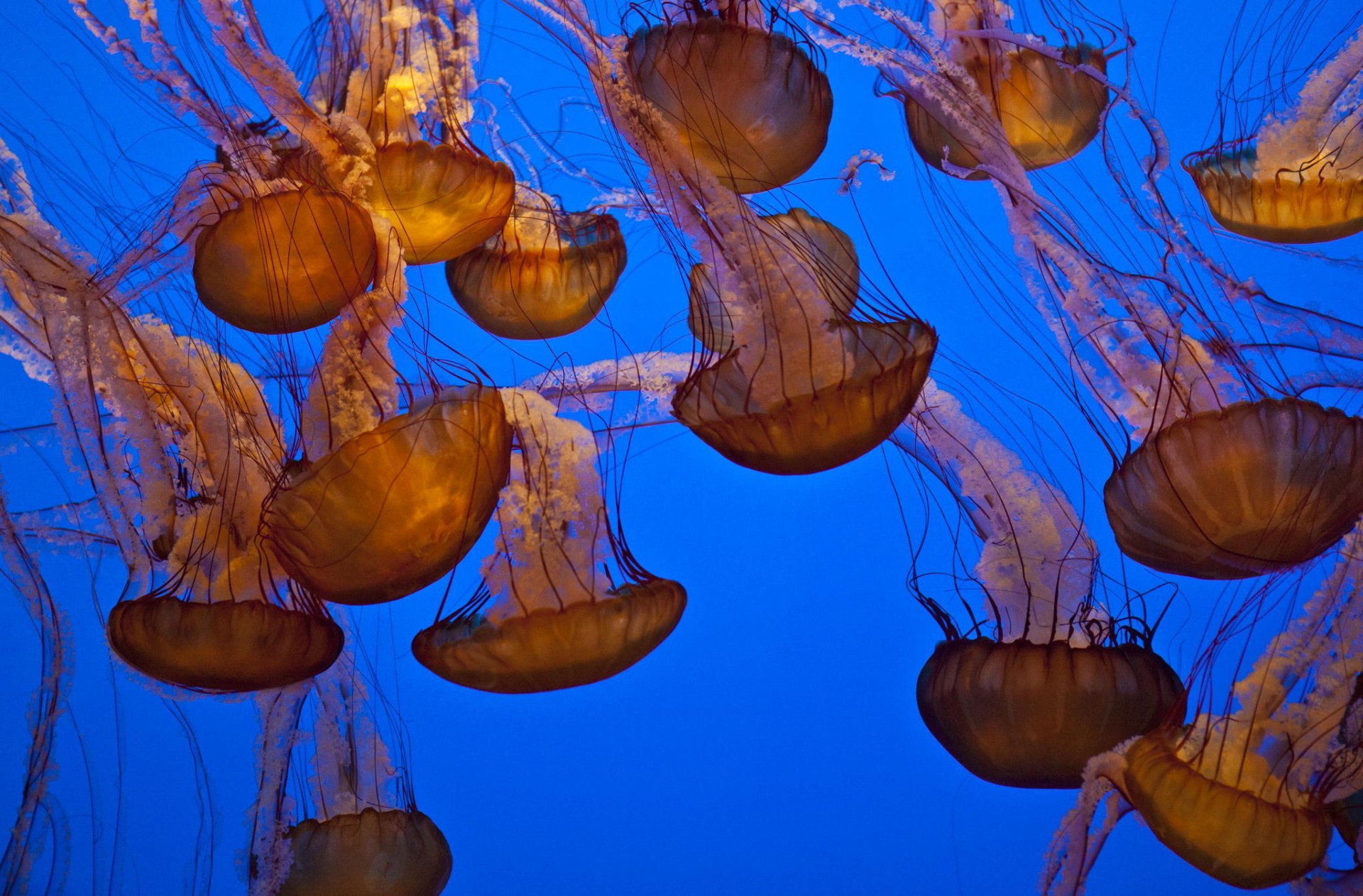 ocean woda meduzy podwodny świat