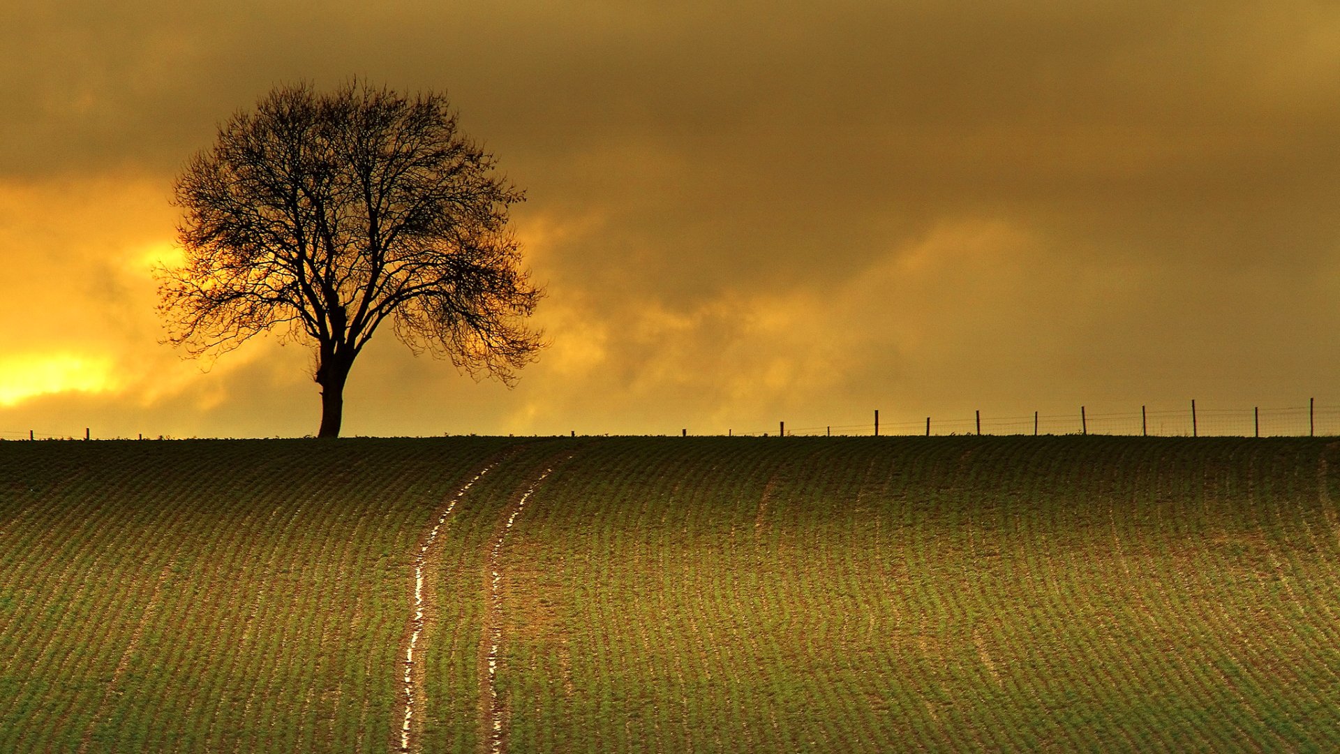 ky clouds the field tree