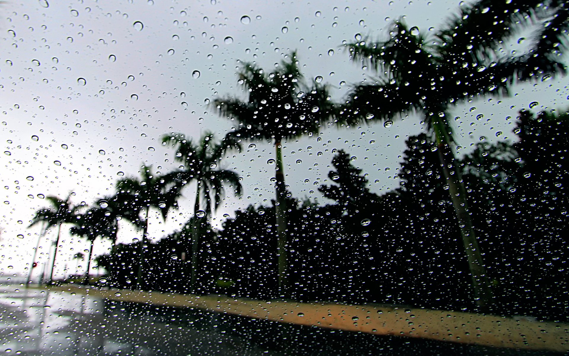 palmiers gouttes pluie