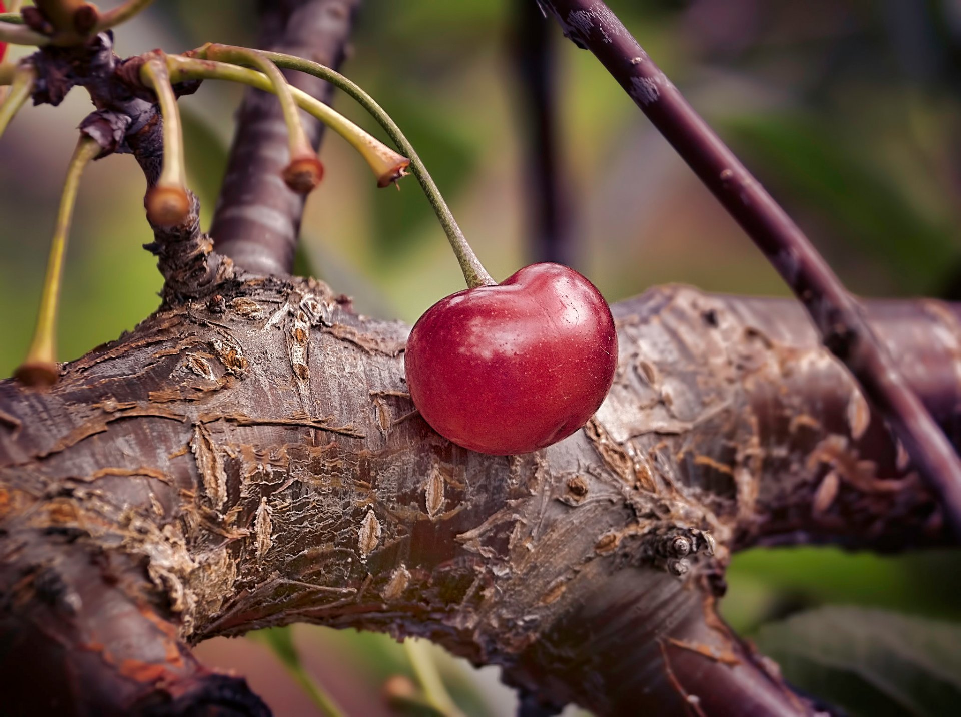 branch cherry close up