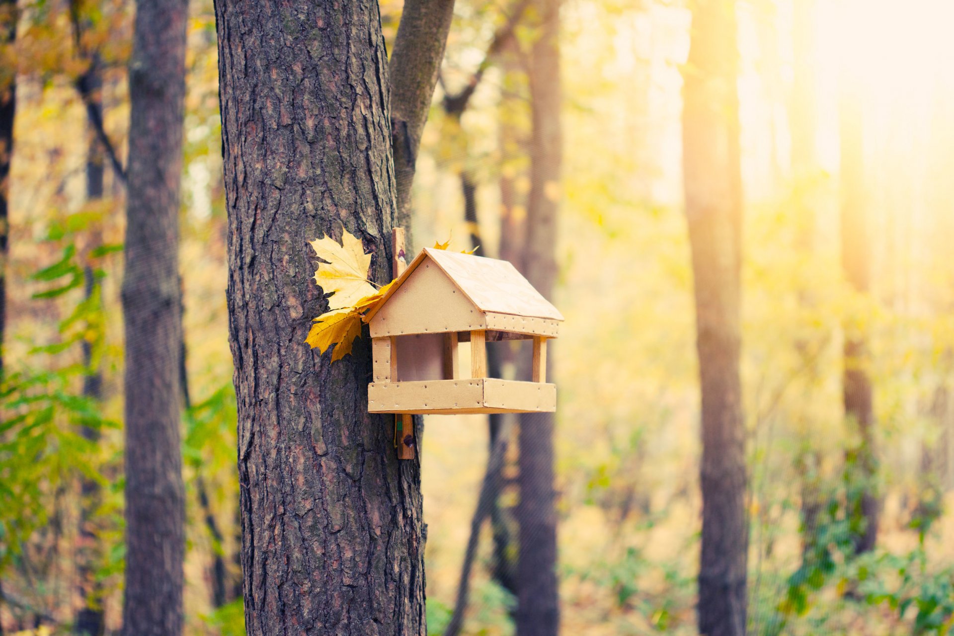 autumn park tree feeder