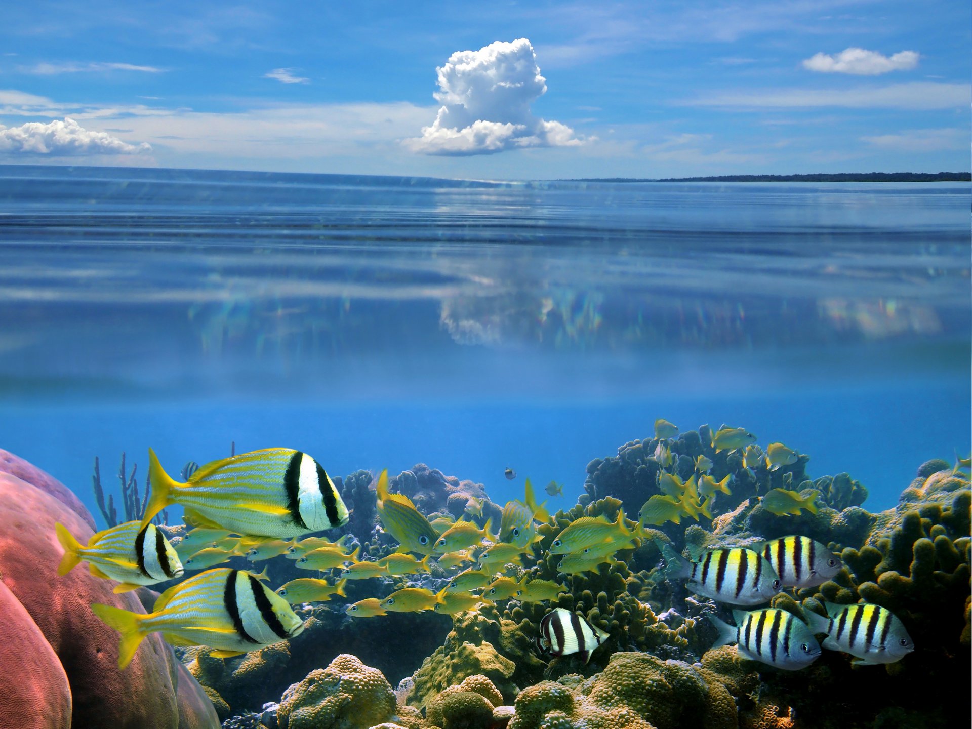 natura fondale marino carali pesci cielo nuvola carli pesce