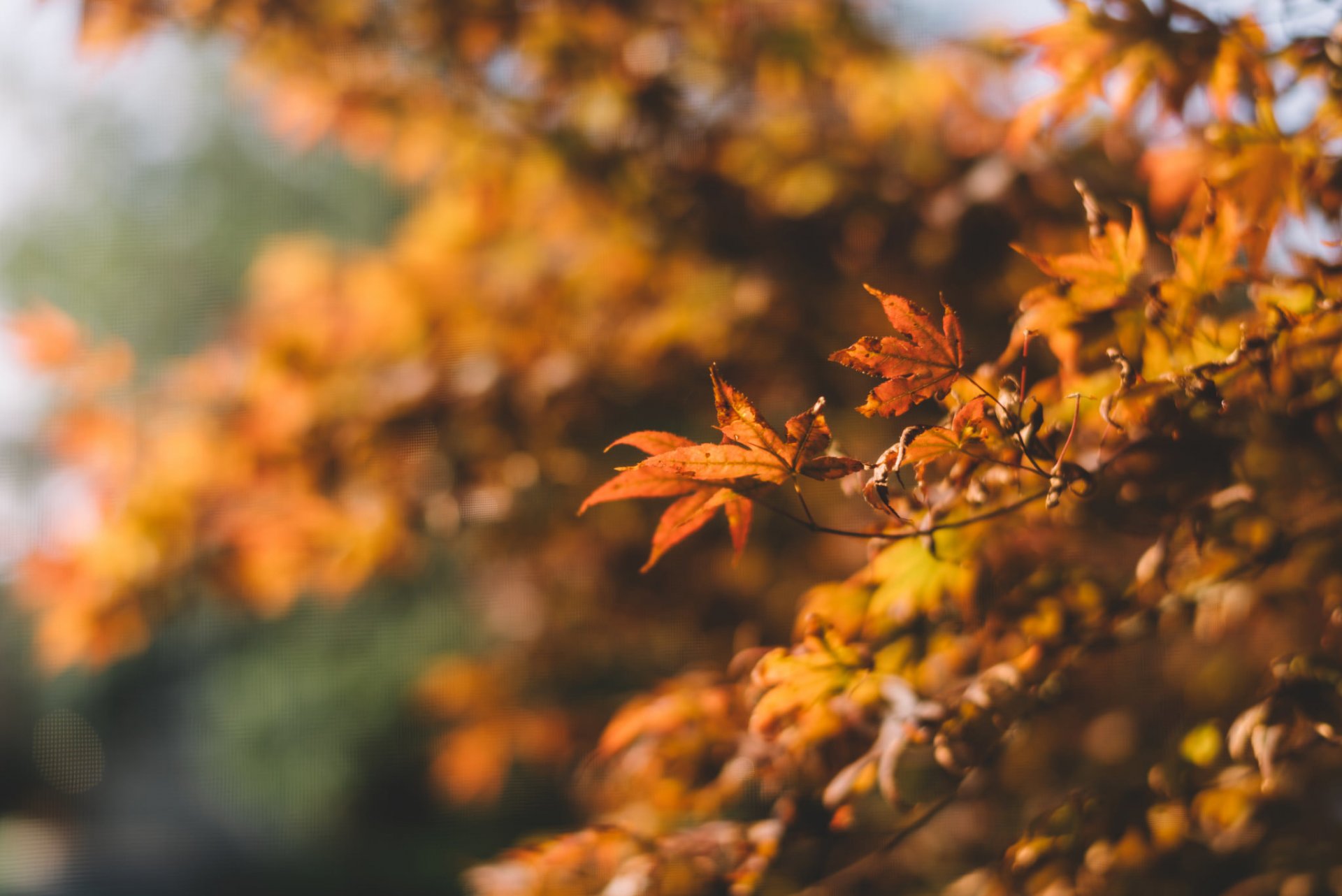 albero autunno foglie