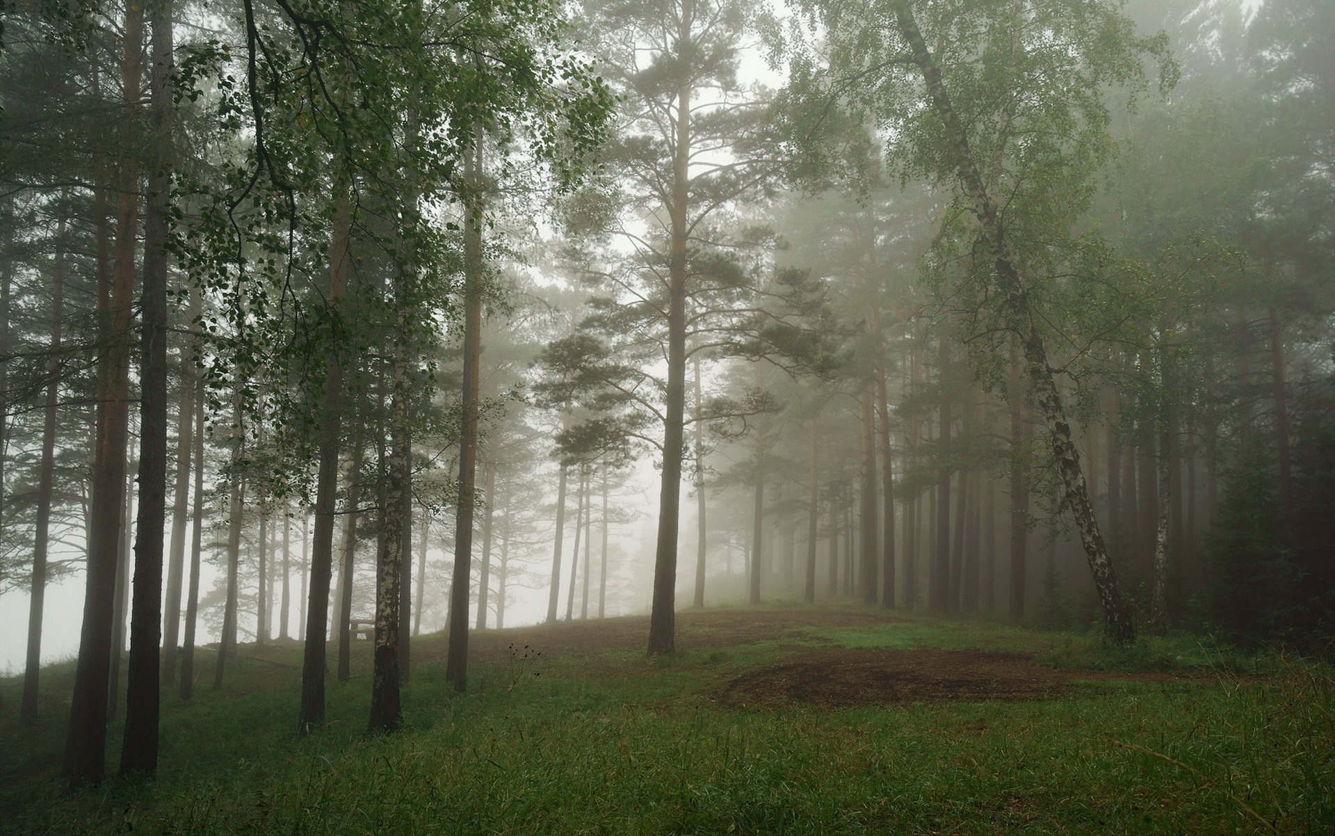 las mgła przyroda krajobraz