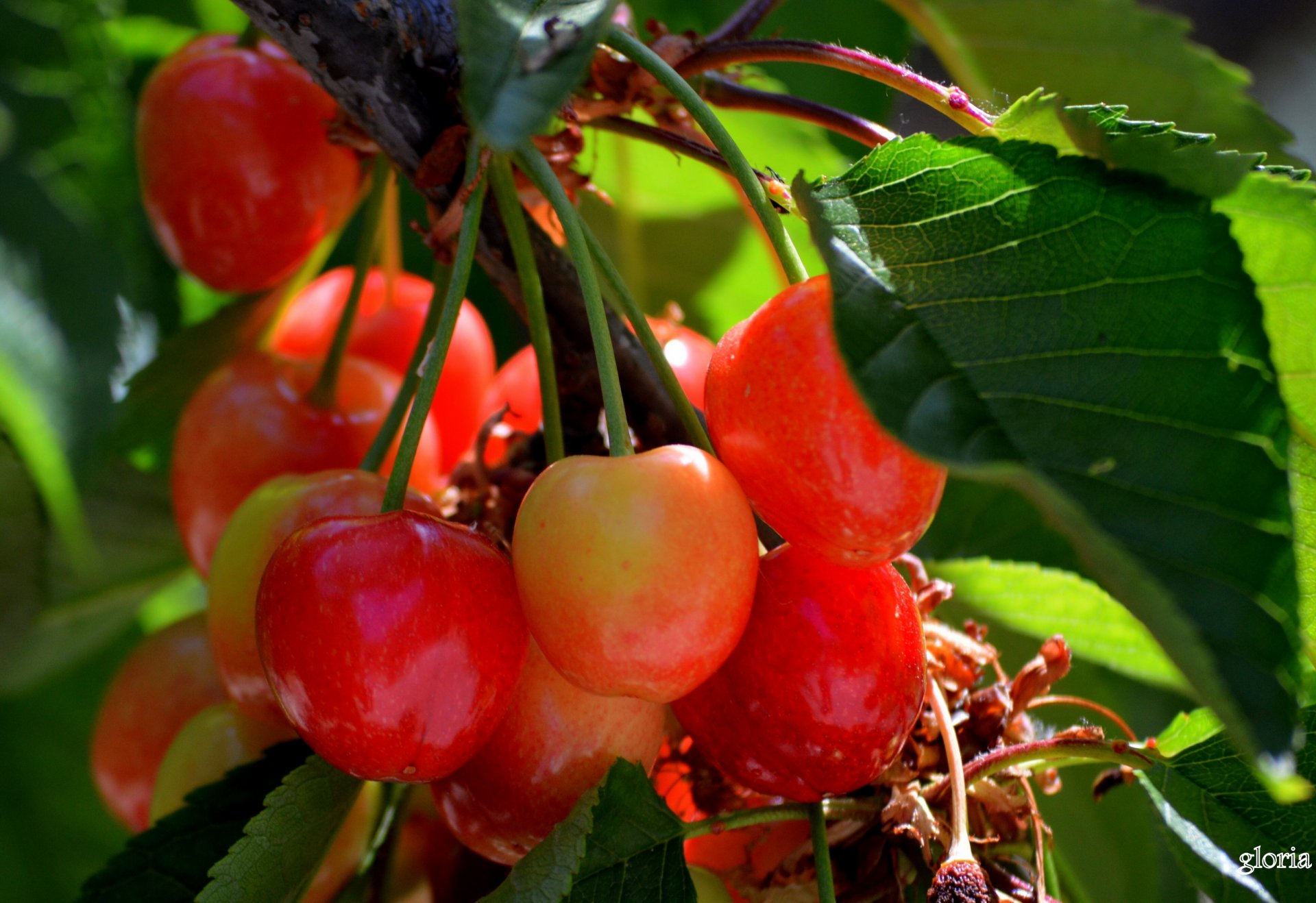 baies cerise gros plan