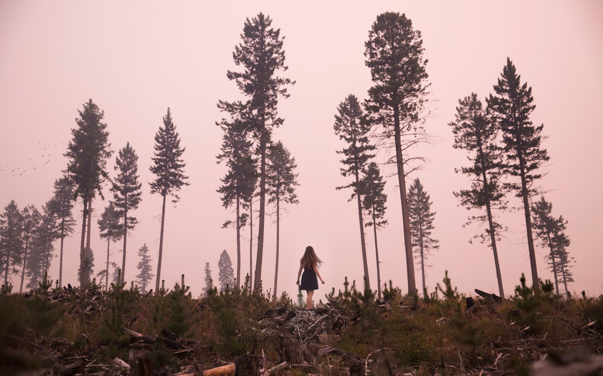 lichon alberi abbattimento ragazza vestito