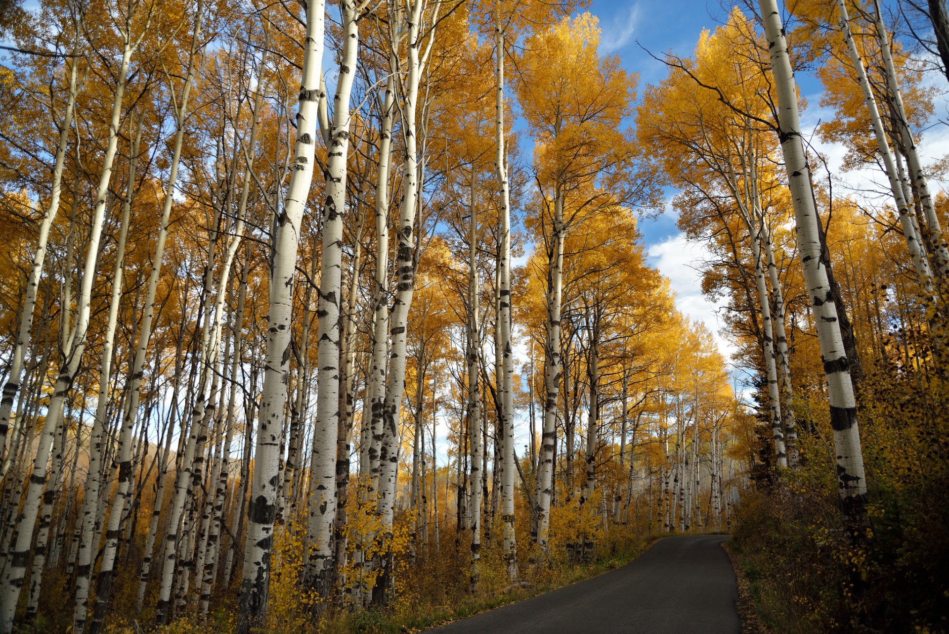 road autumn nature