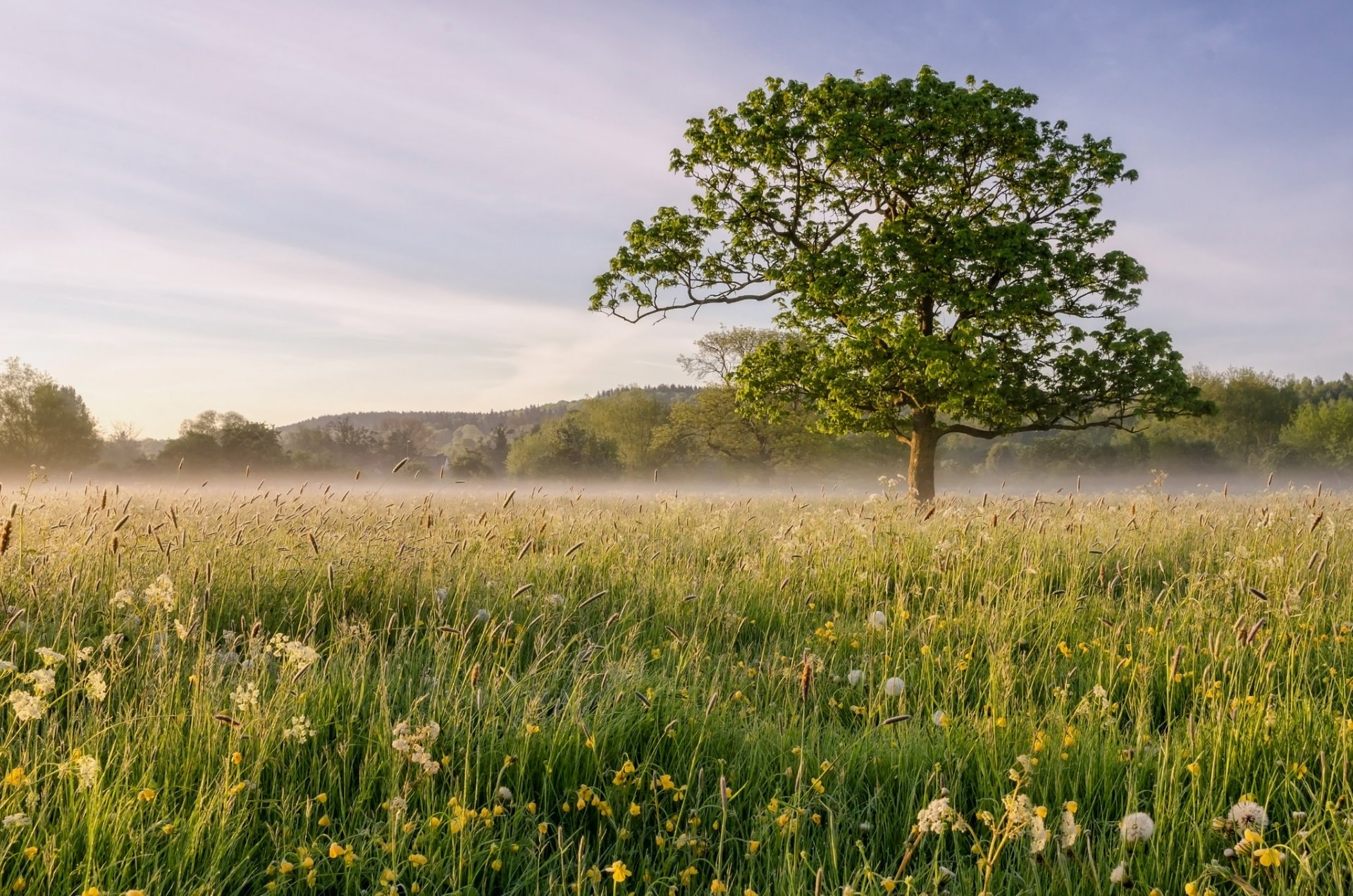 feld nebel baum landschaft