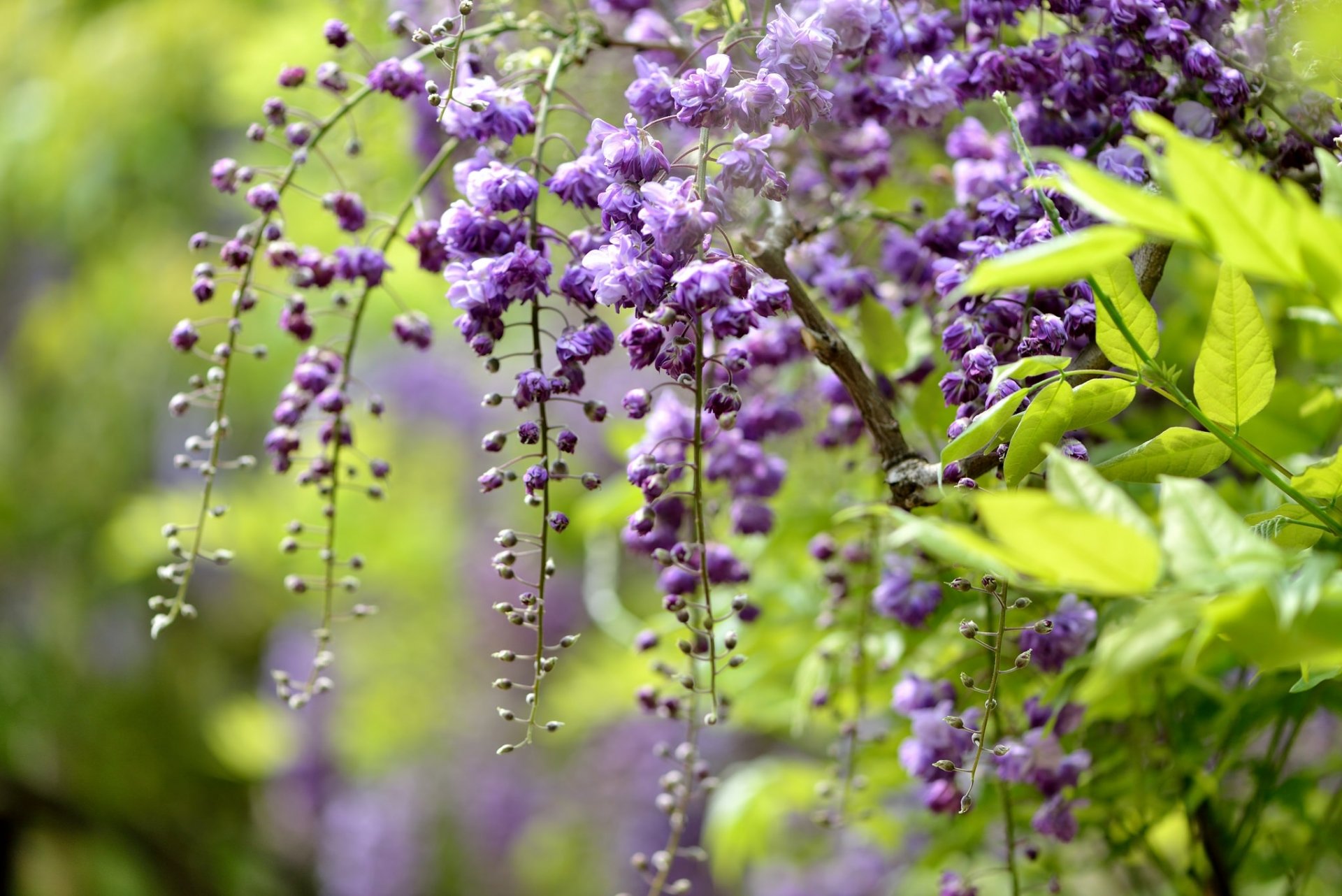 wisteria wisteria gałązka pędzle makro