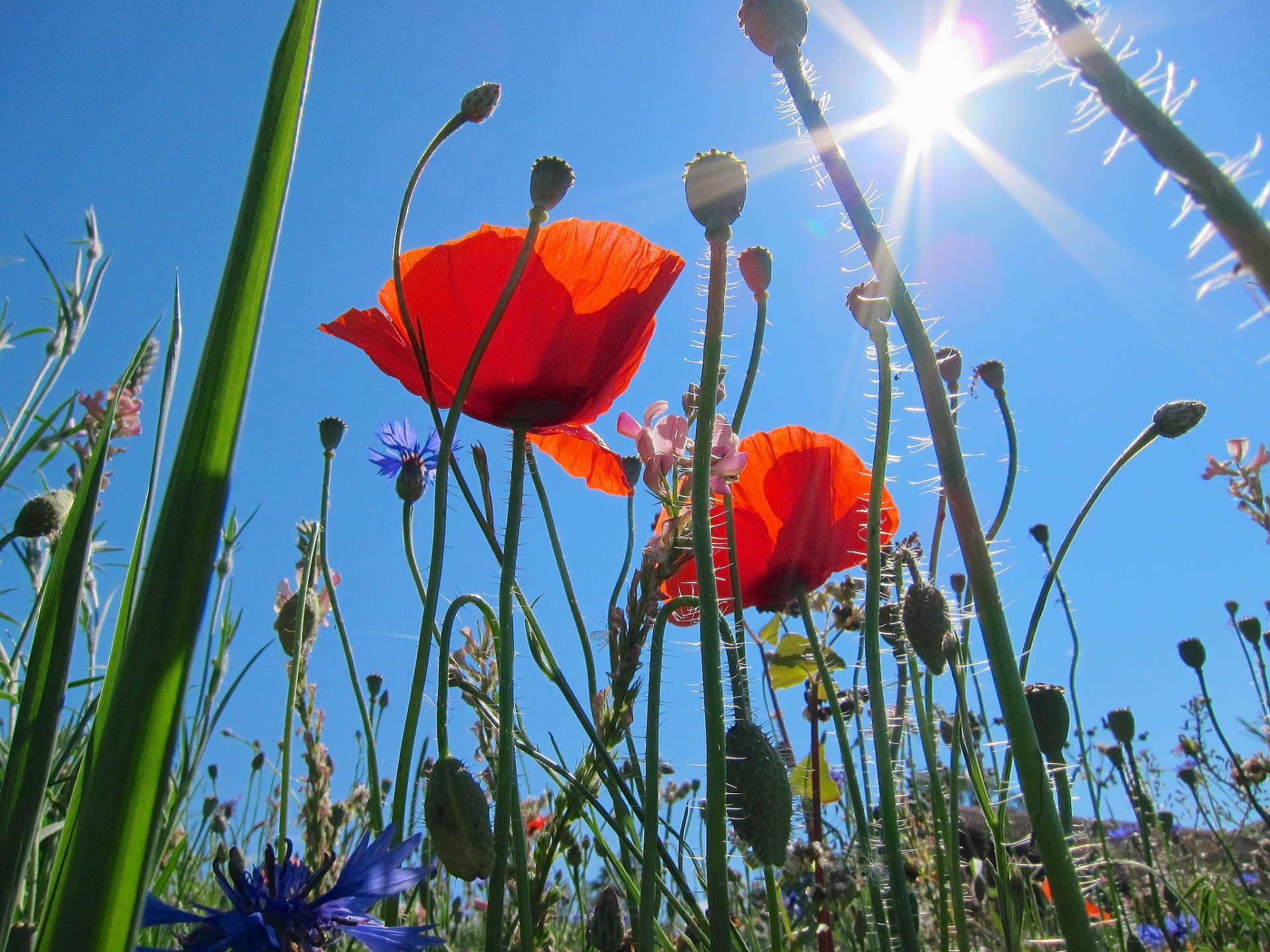 ciel soleil rayons champ prairie herbe fleurs coquelicots gros plan