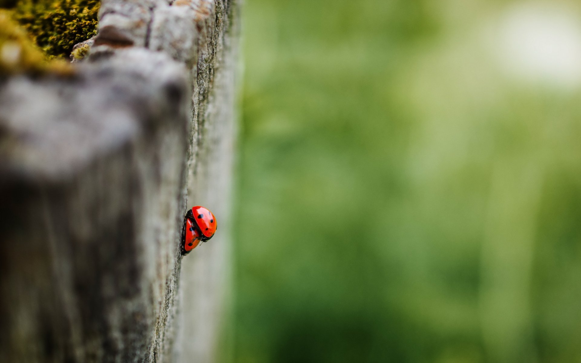 ladybugs nature summer