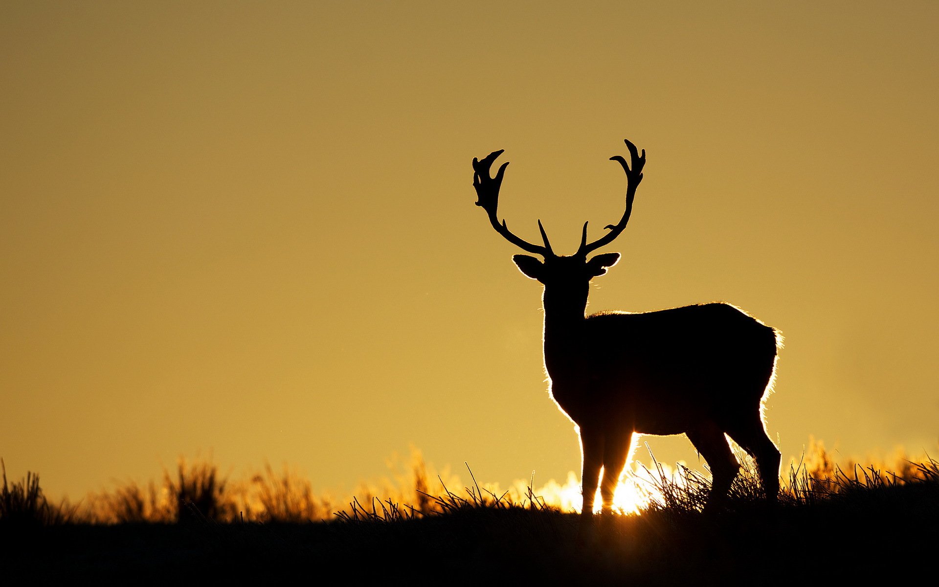 hirsch sonnenuntergang silhouette