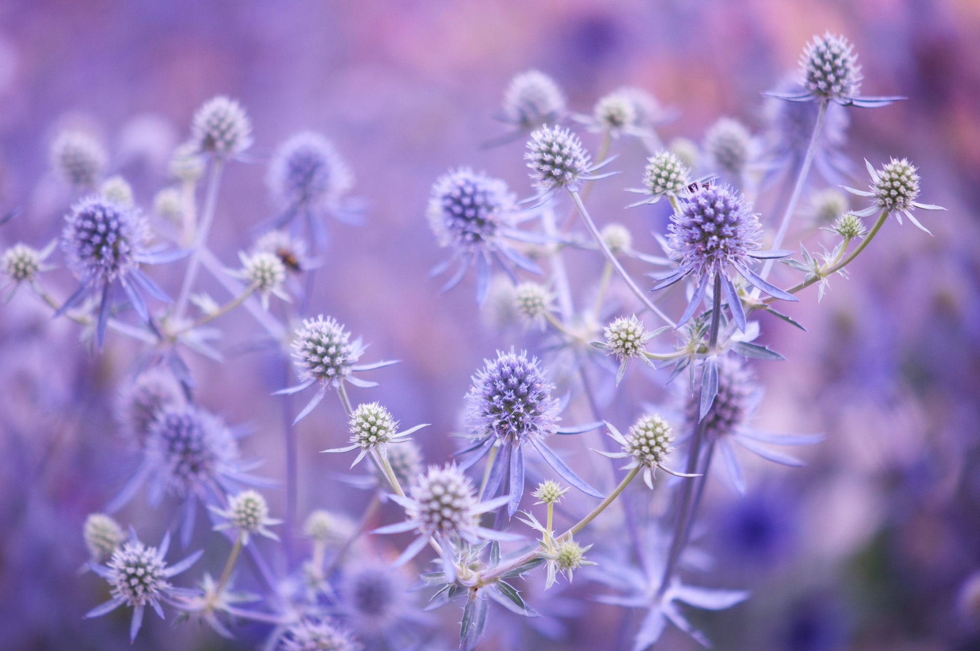 pflanze blume makro blätter stamm feld wiese