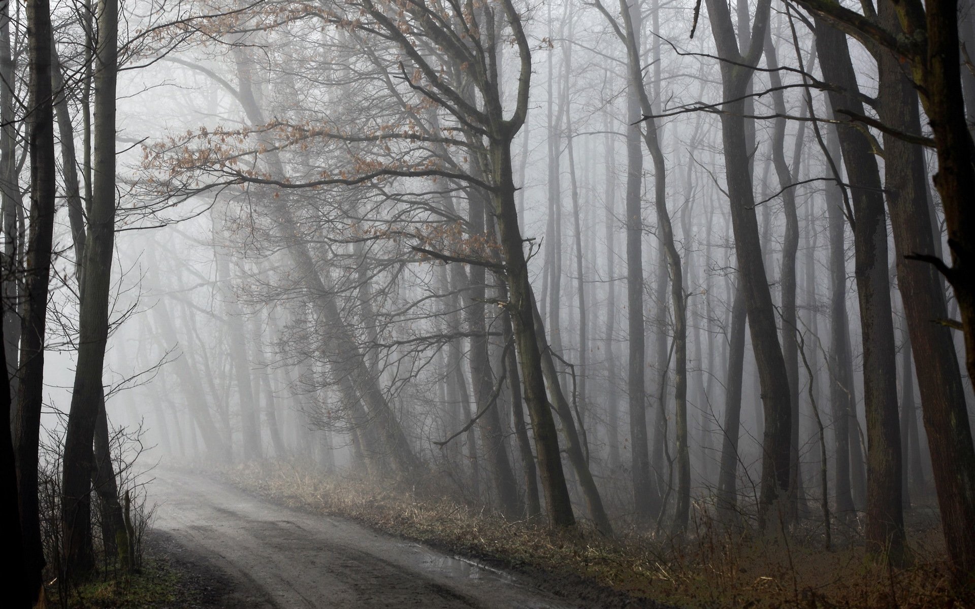 morgen wald straße nebel frühling