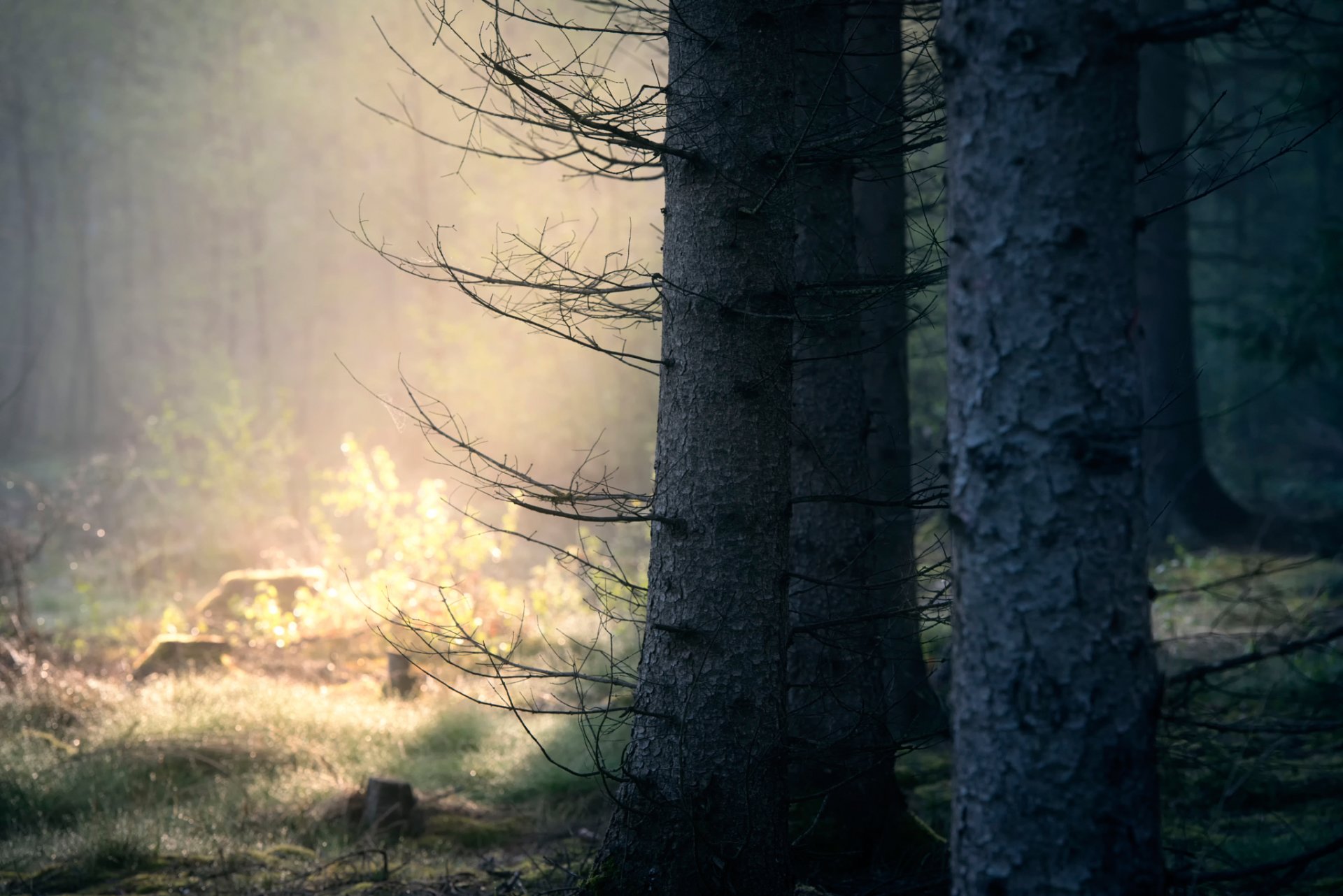 foresta alberi bokeh